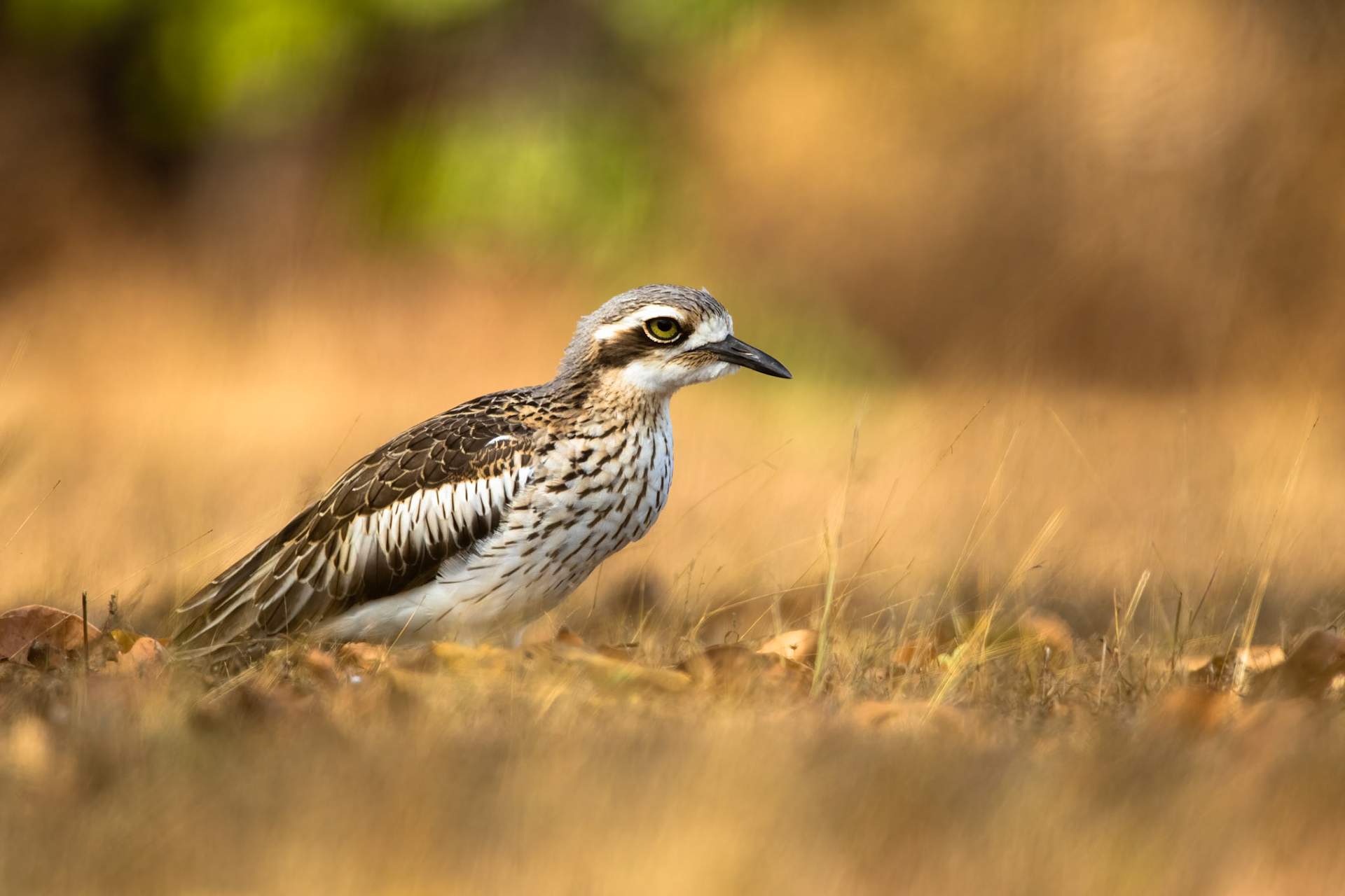 Bush stone-curlew, Darwin, Australia