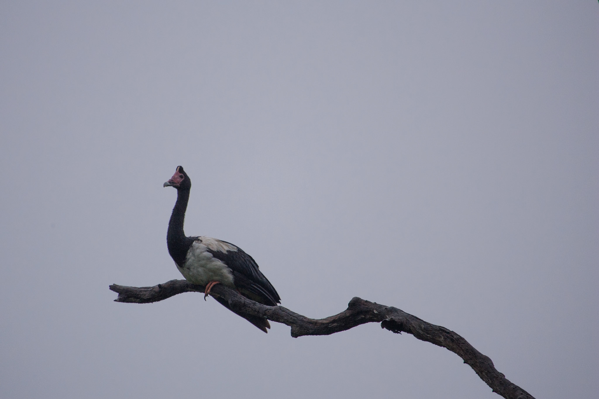 Magpie goose, Cooinda, Kakadu, Northern Territory