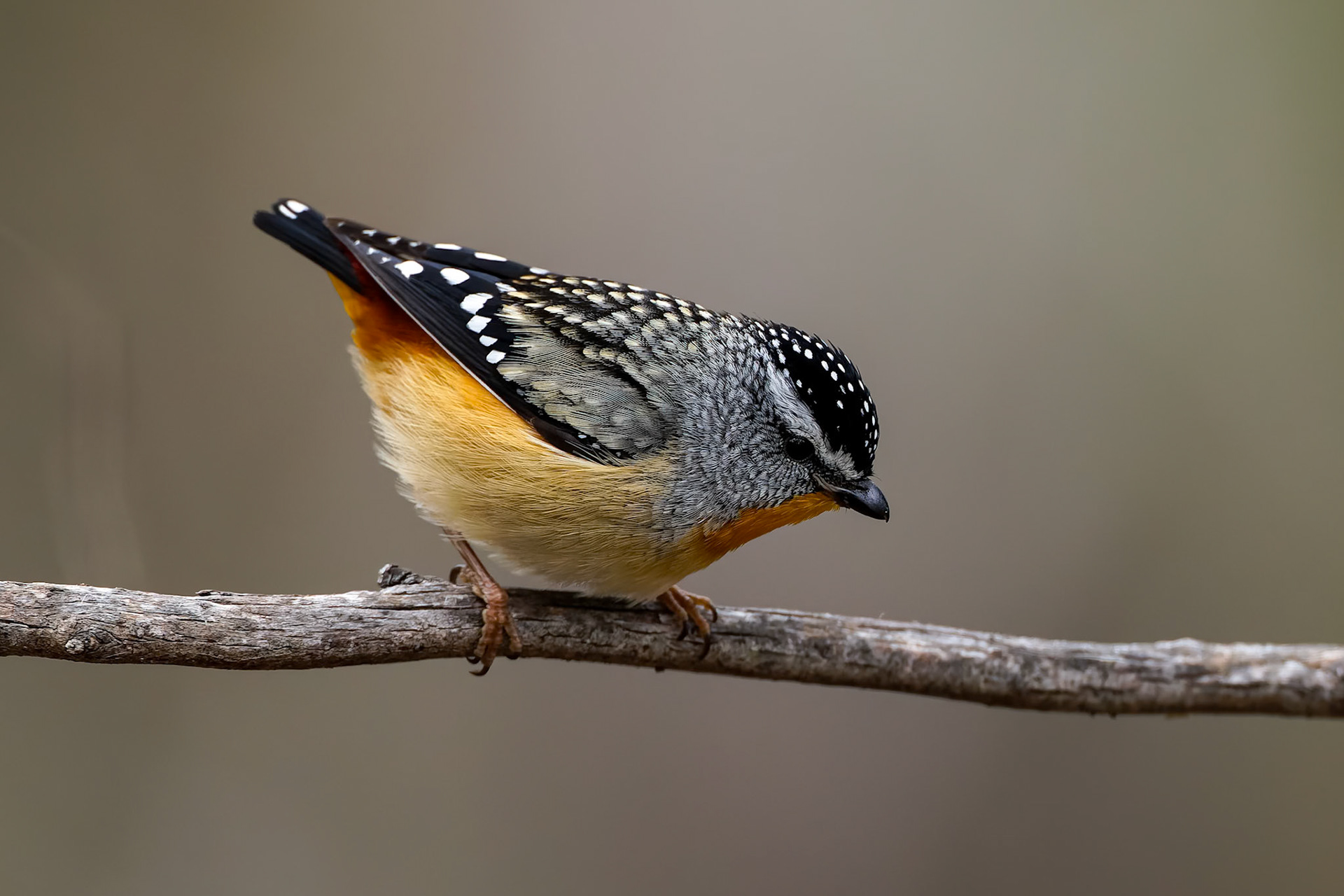 Spotted pardalote, Signal Hill, Hobart, Tasmania, Australia
