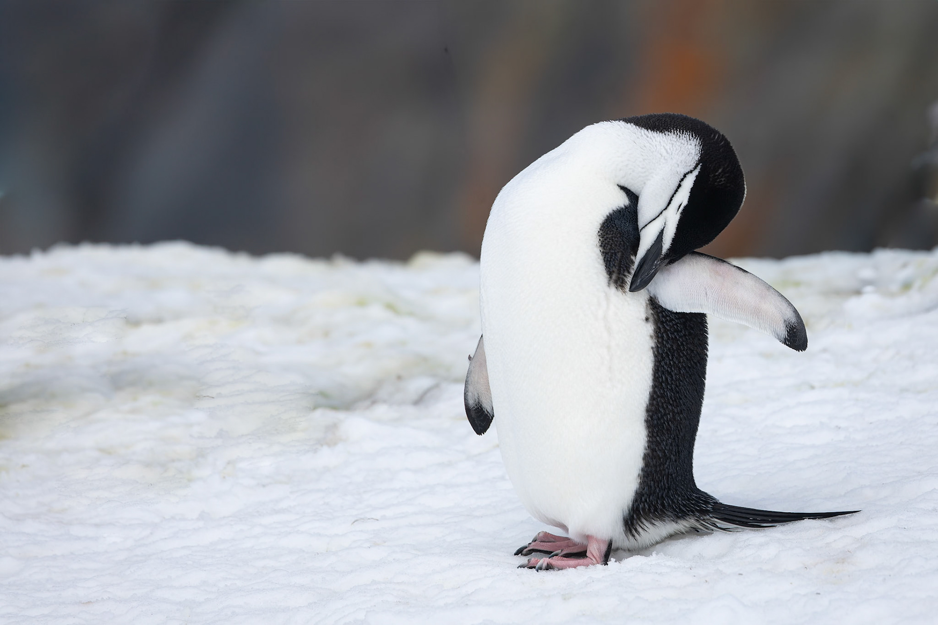 Chinstrap penguin, Half-moon Island, Shetland Islands, Antarctica