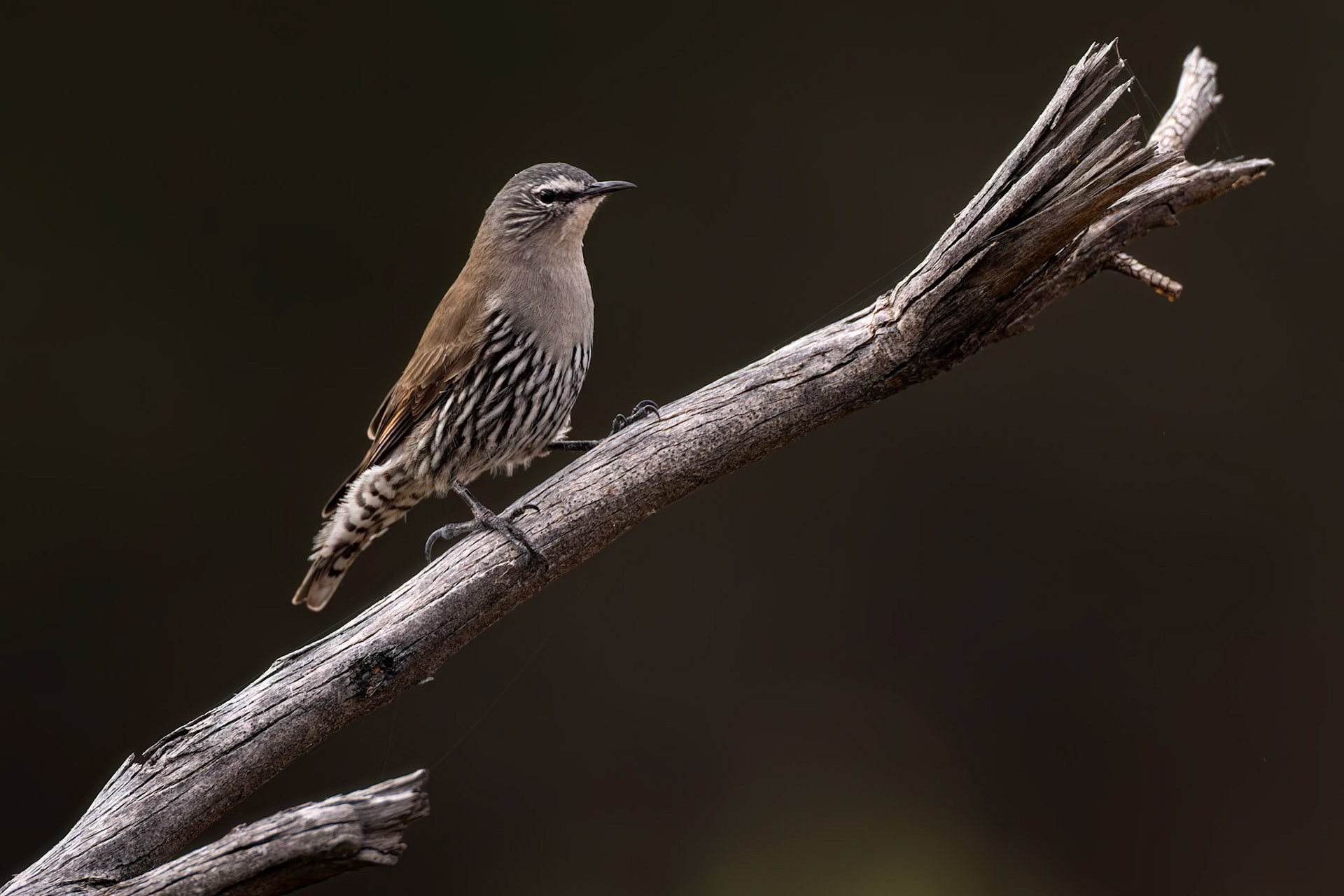 White-browed treecreeper, Eulo to Cunnamulla, Queensland, Australia
