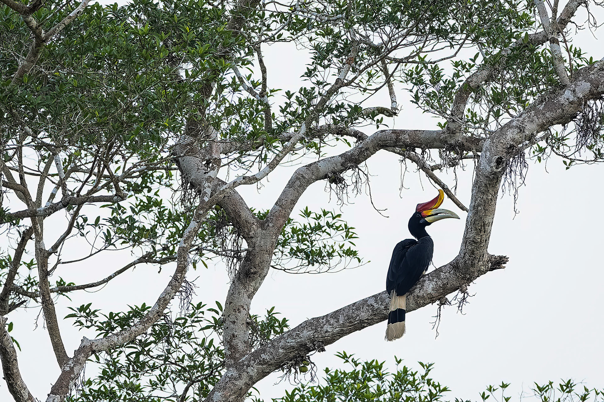 Rhinoceros hornbill, Sukau, Borneo