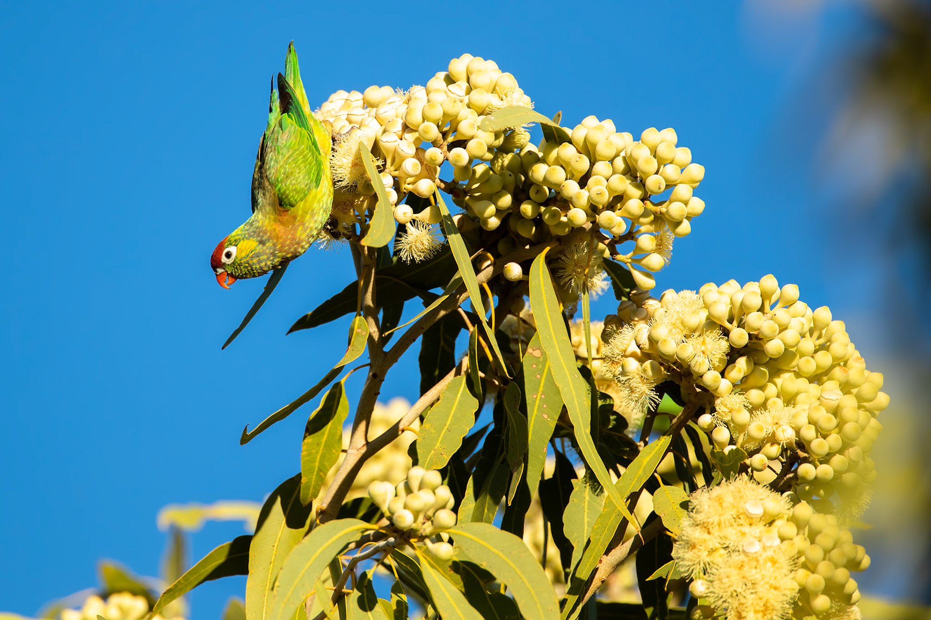 Varied lorikeet, Mount Isa, Queensland, Australia