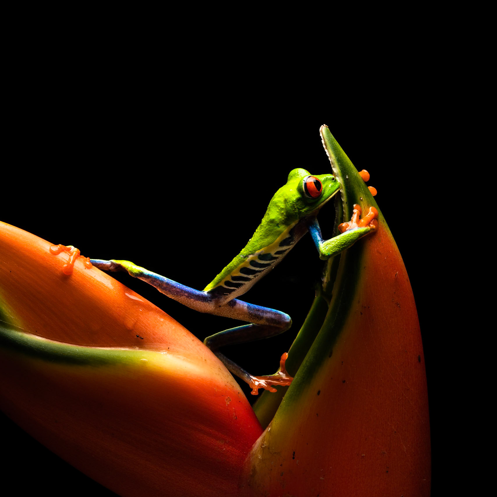 Red-eyed tree frog (Pacific), near Arenal, Costa Rica, 2019