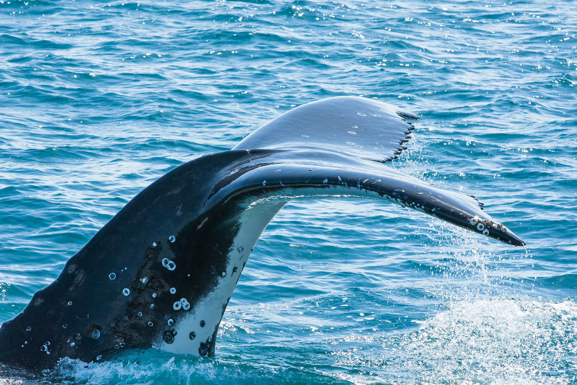 Humpback whale fluke, Hervey Bay near Fraser Island, Queensland