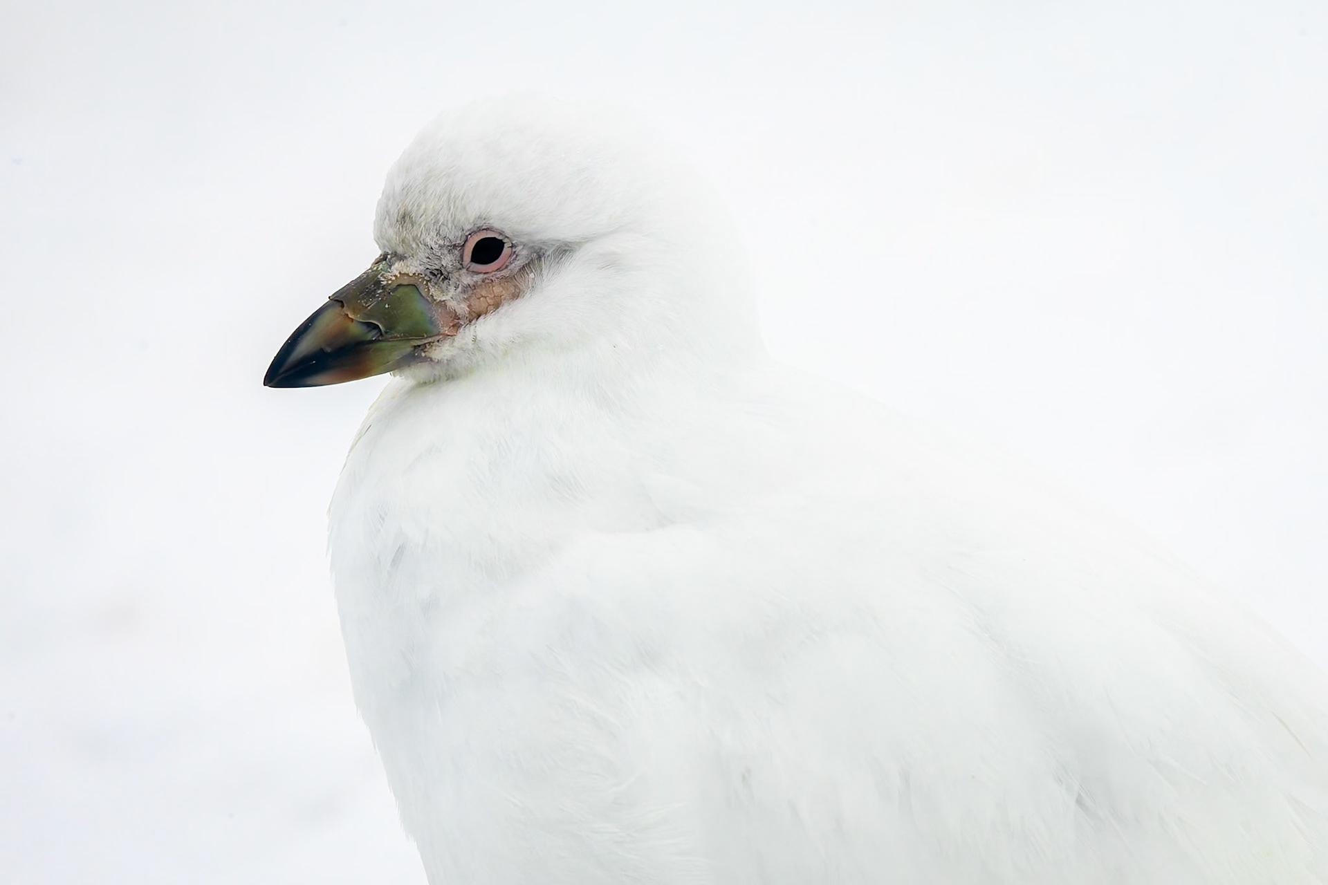 Snowy sheathbill, Danko Island, Antarctica
