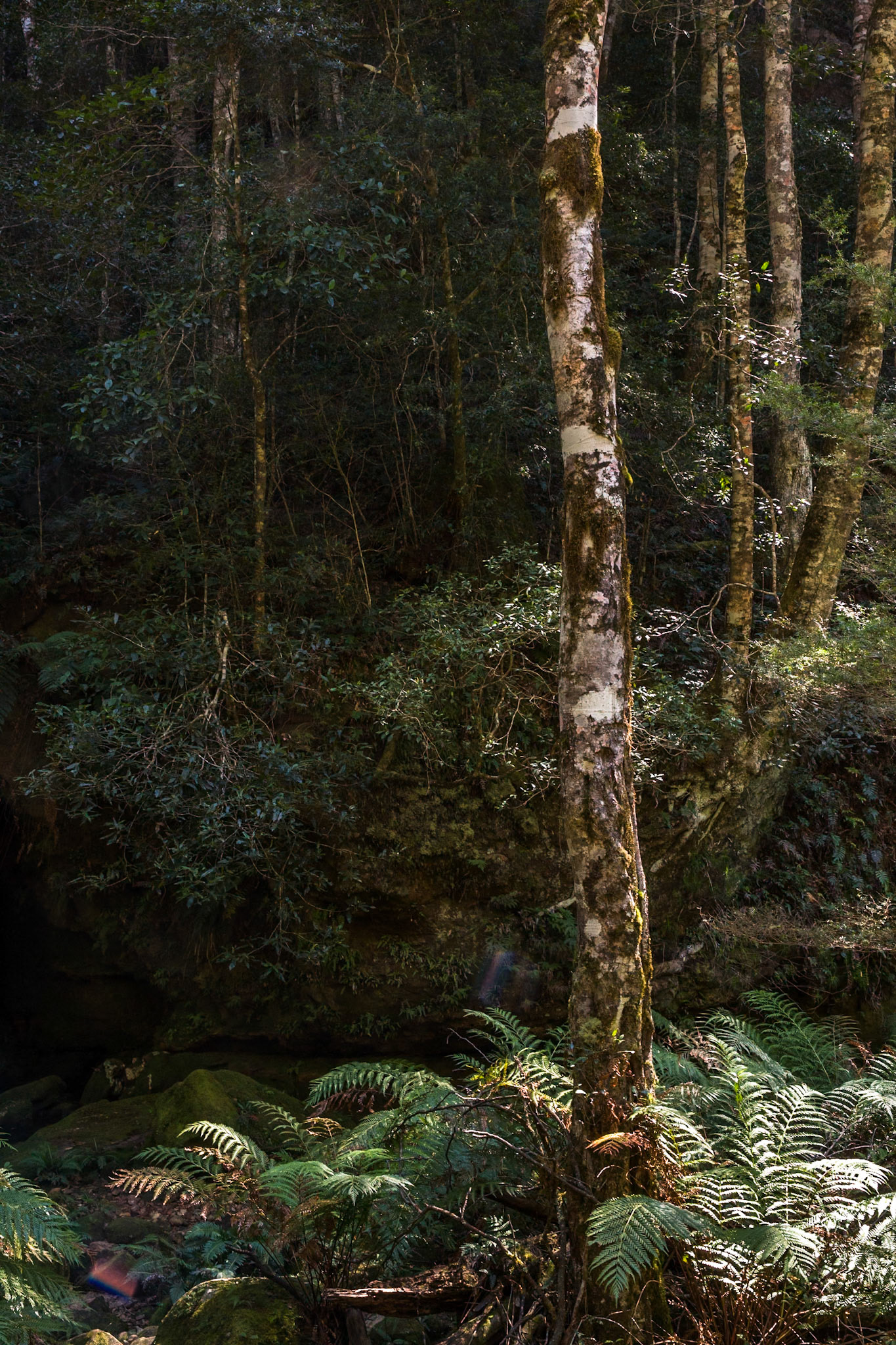 Descended from Neates Glen car park down to and through the Grand Canyon and back up to Evans Lookout. We continued along the clifftop path to Govett's leap and then on to Pulpit Rock. Notes by Peter Watt.