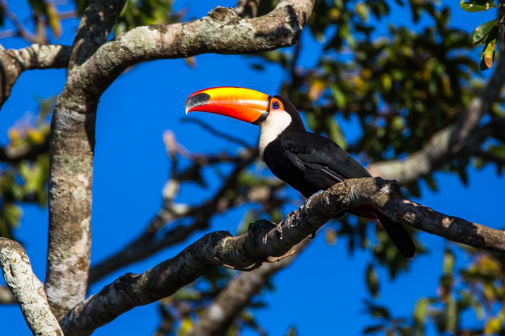 Toco toucan, Porto Jofre, Pantanal, Brazil