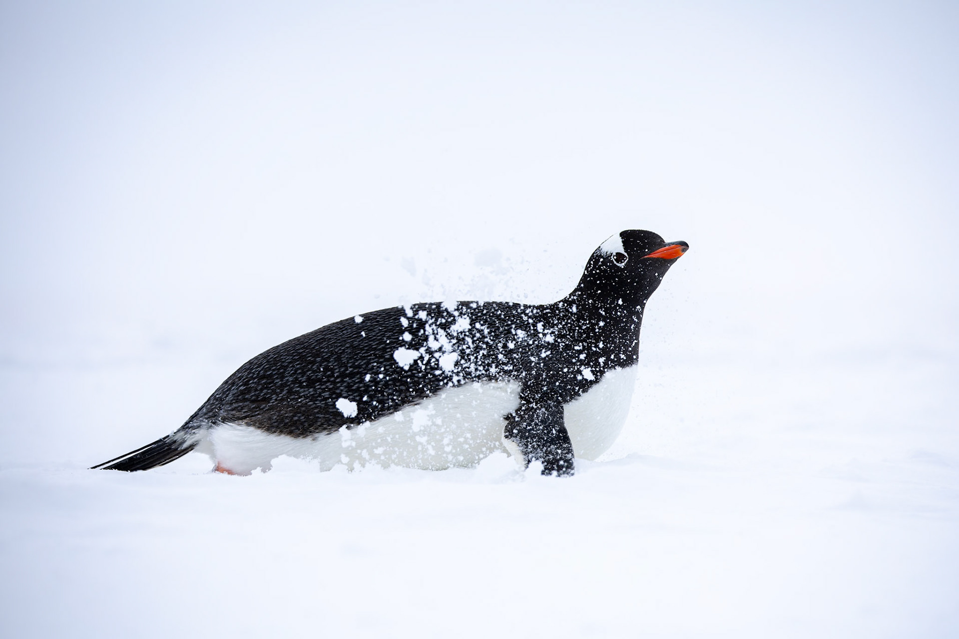 Gentoo penguin, Cuverville, Antarctica