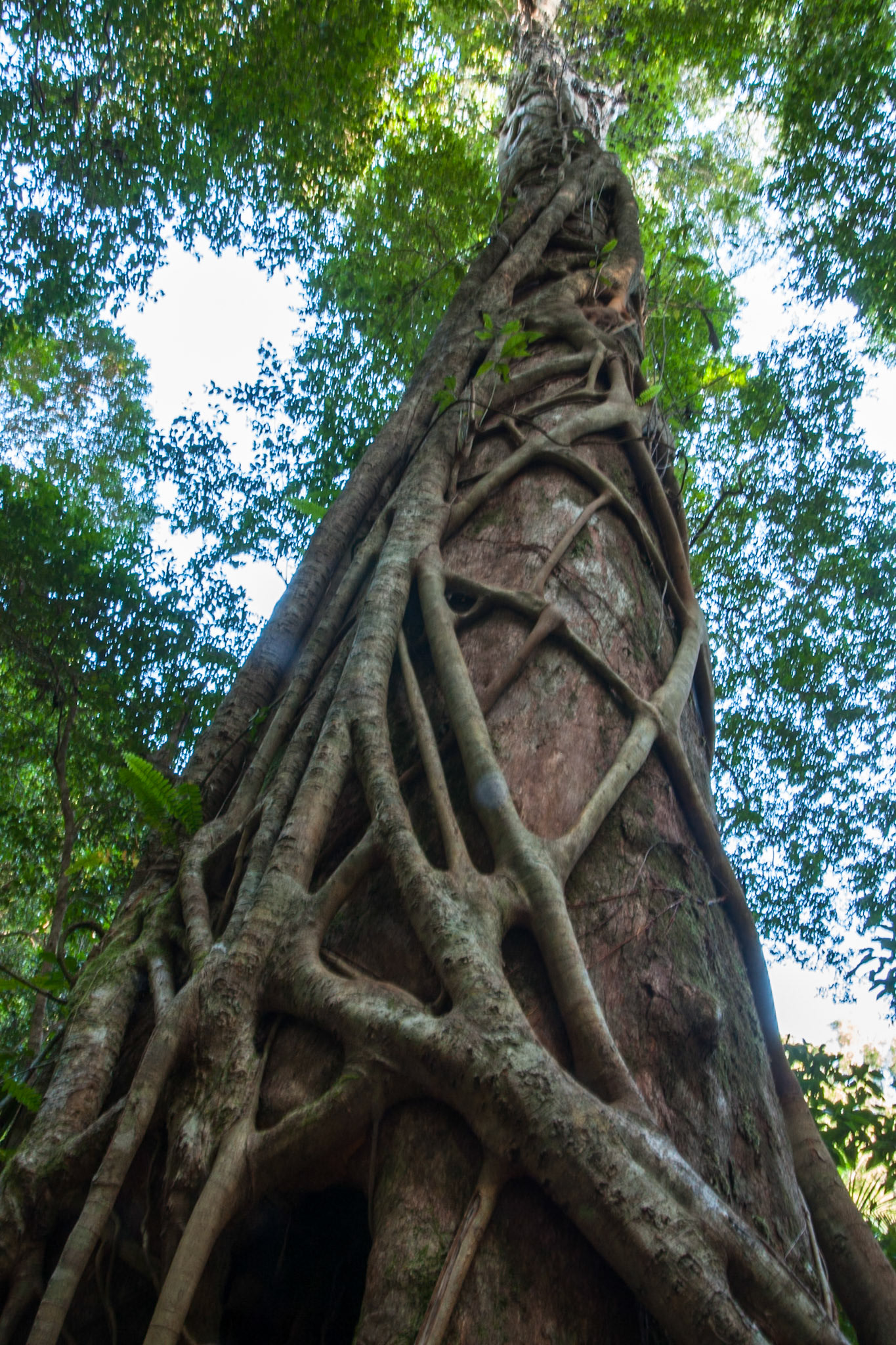 Intermediate forest at Central Station, Fraser Island, Queensland