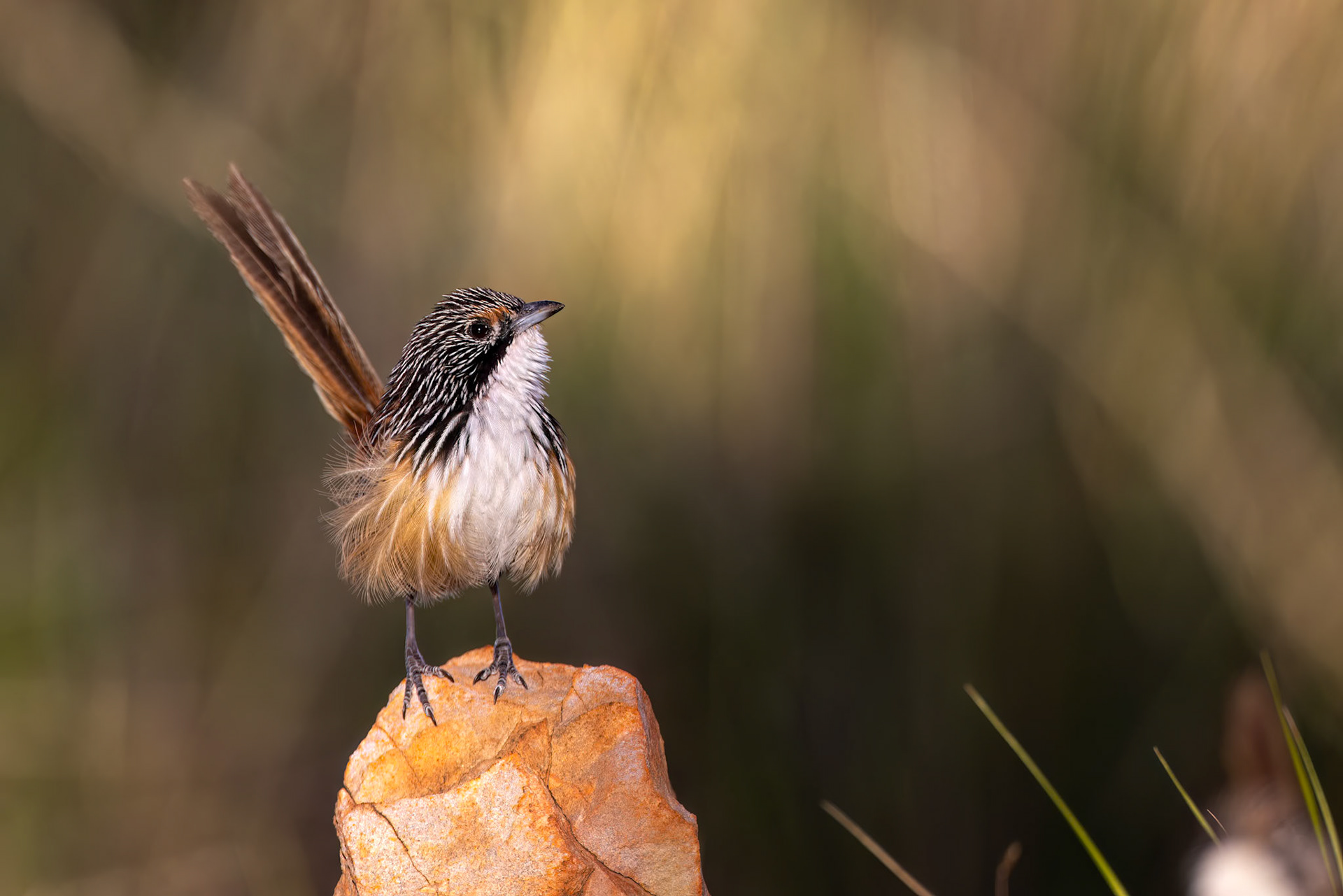 Carpentarian grasswren, Mt Isa, Queensland, Australia