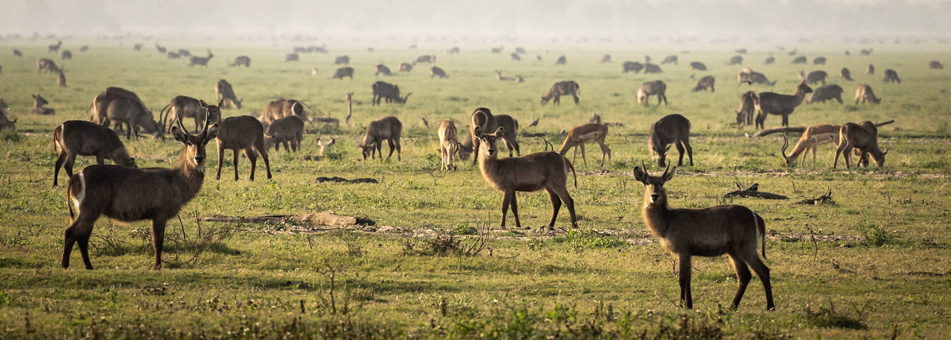 Waterbuck, Gorongosa, Mozambique