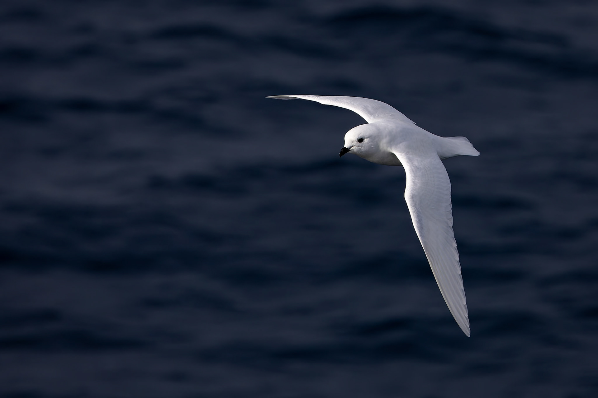Snowy petrel, Useful Island, Antarctica