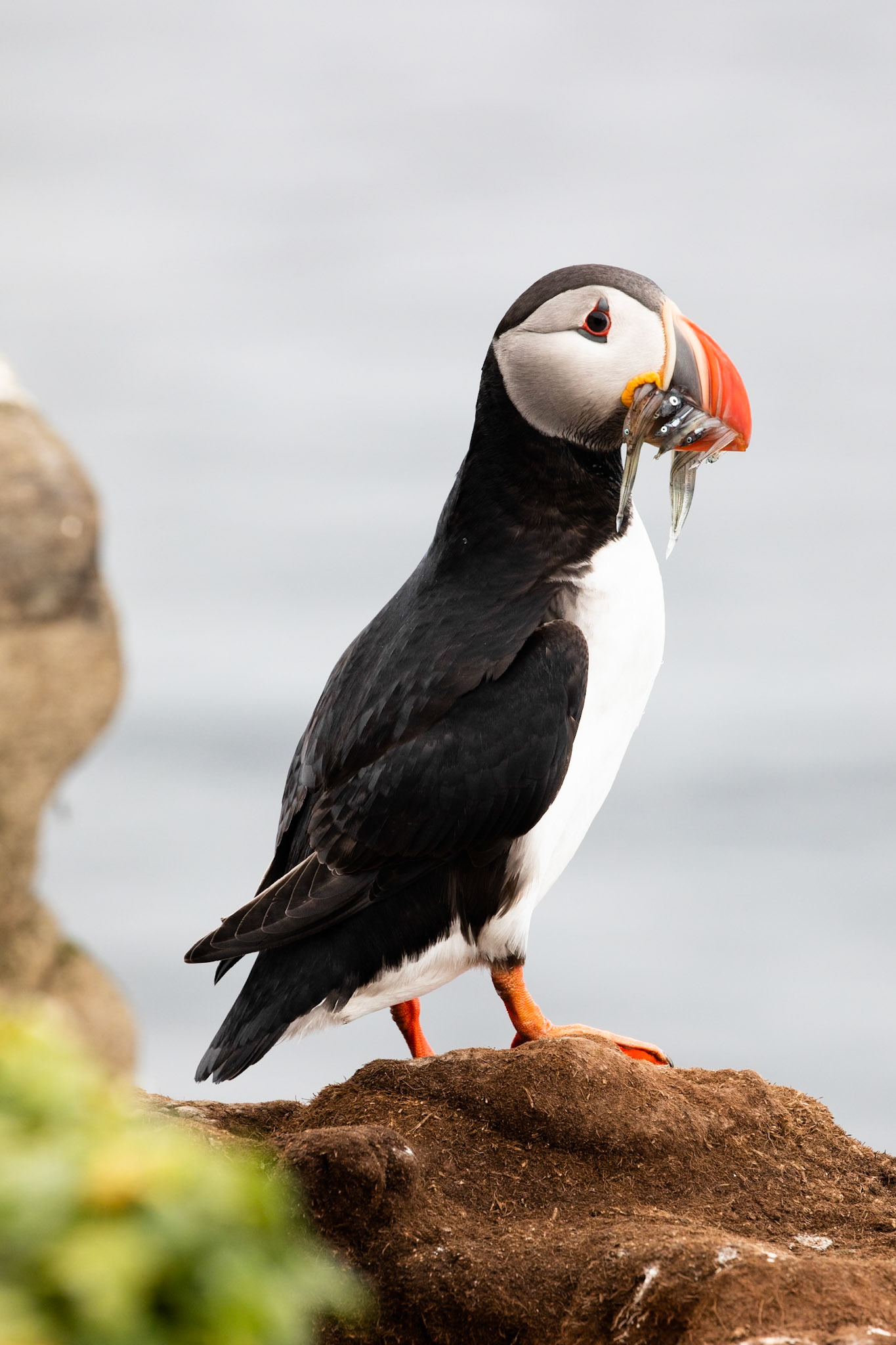 Atlantic puffin, Grímsey Island, Iceland