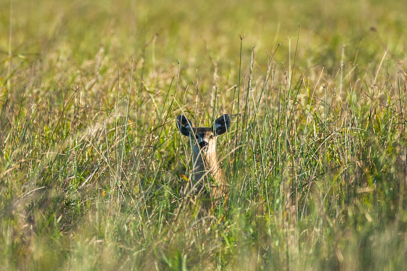 Marsh deer, Puerto Valle Esteros, Ibera wetlands, Corrientes, Argentina