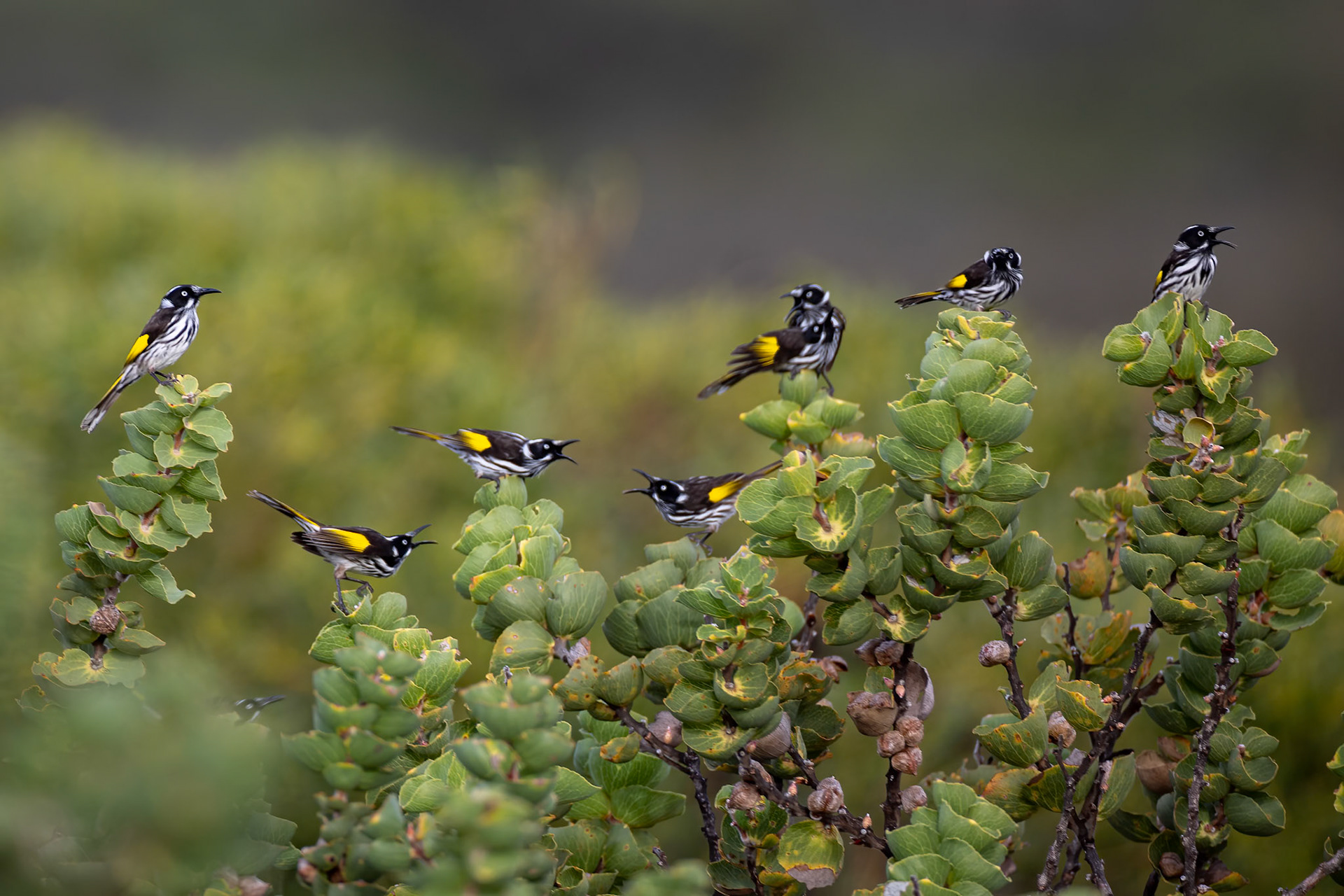 New Holland honeyeater, Cheynes Beach, West Australia