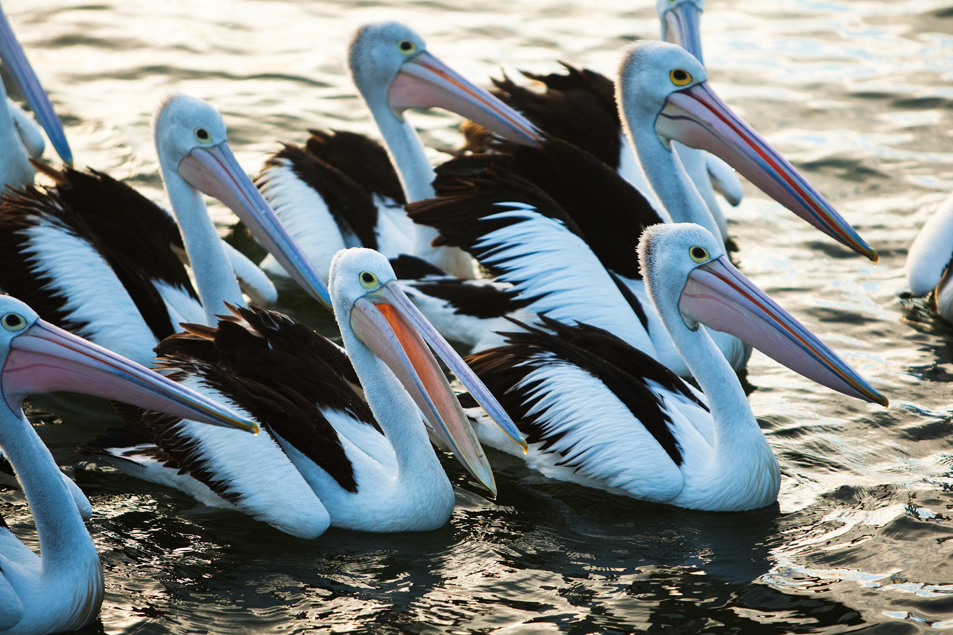 Australian pelicans congegated near a fisherman who had gutted his fish and discarded the leftovers