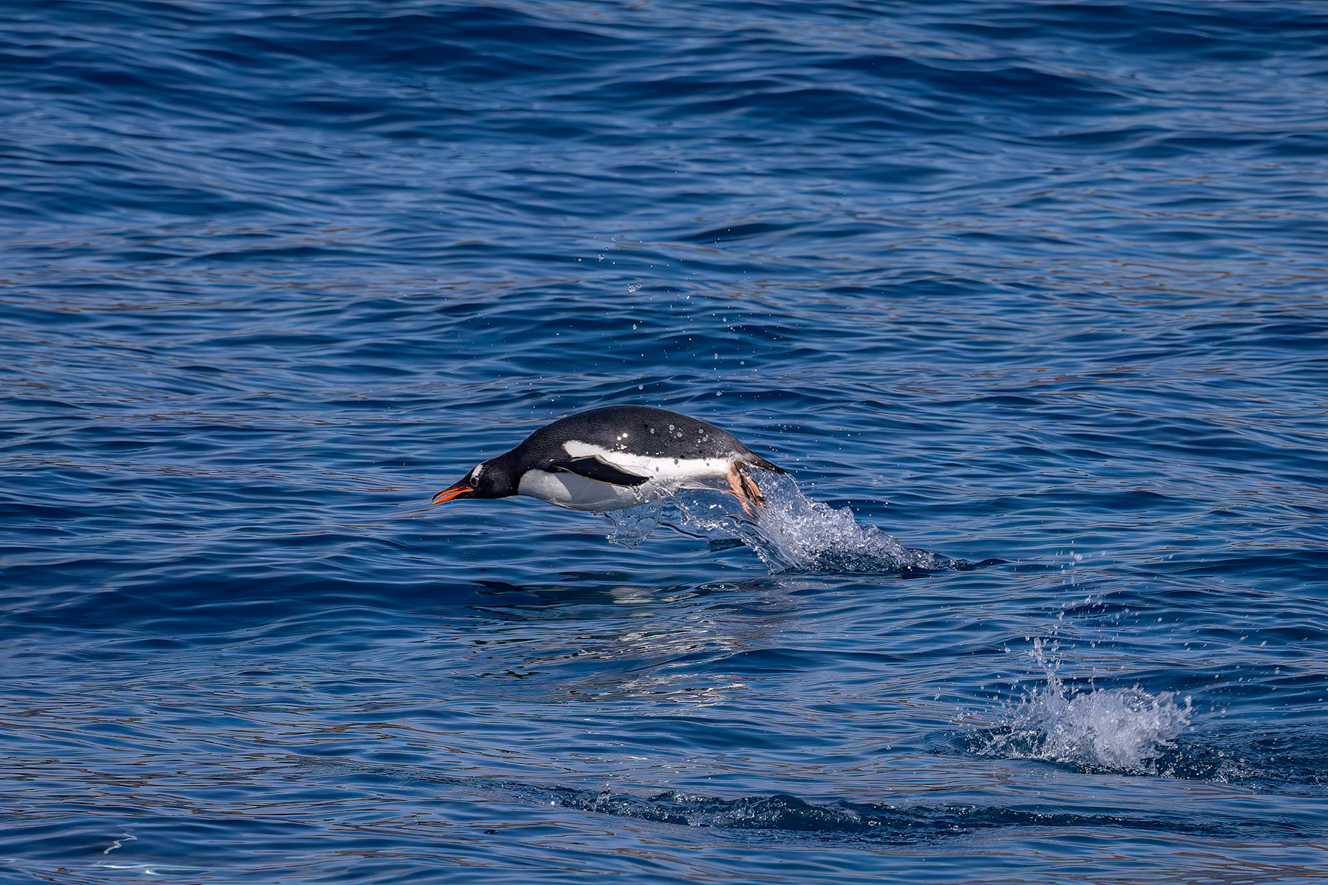 Gentoo penguin, Cooper's Bay, South Georgia