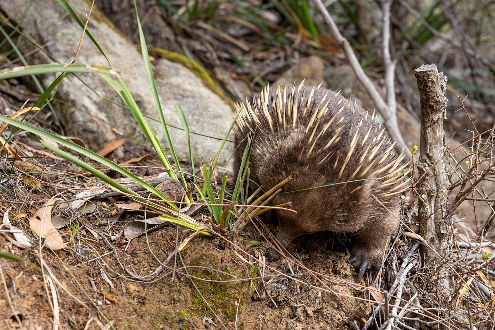 Three Capes Track, Cape Pillar Lodge to Cape Hauy and Fortescue Bay, Tasmania