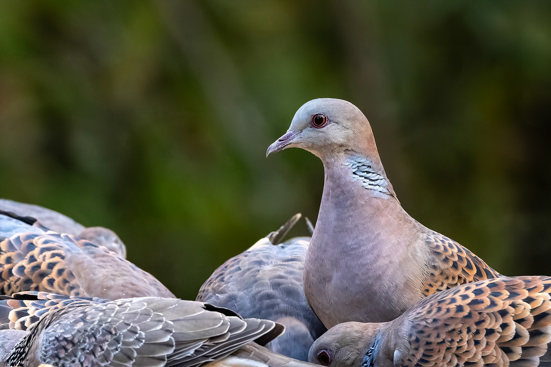 Rufous turtle dove, Bird's Den, Corbett Tiger Reserve, India