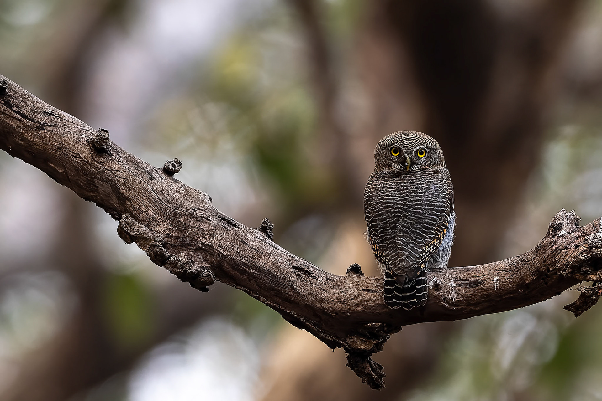 Jungle owlet, Khana, India