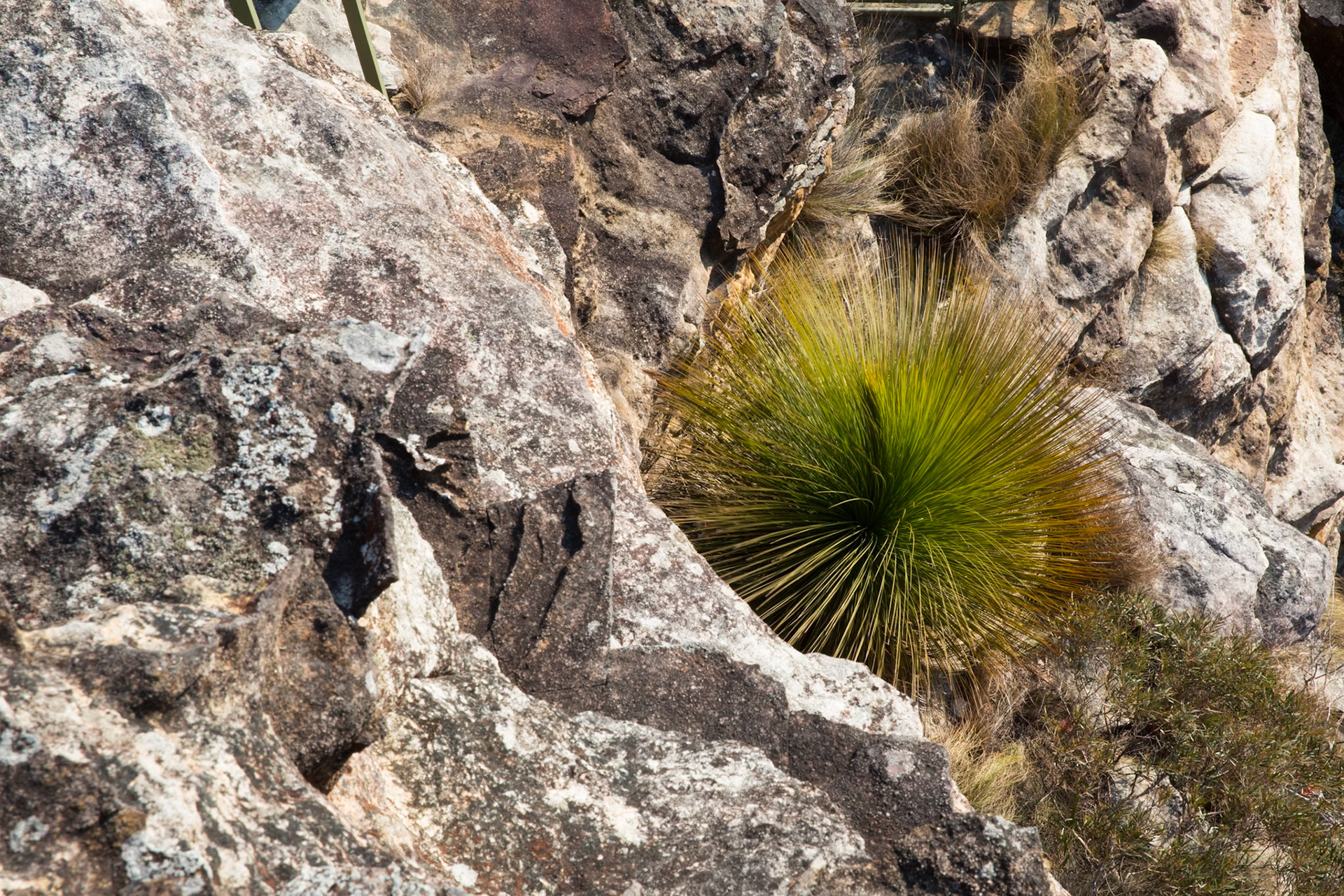 Descended from Neates Glen car park down to and through the Grand Canyon and back up to Evans Lookout. We continued along the clifftop path to Govett's leap and then on to Pulpit Rock. Notes by Peter Watt.