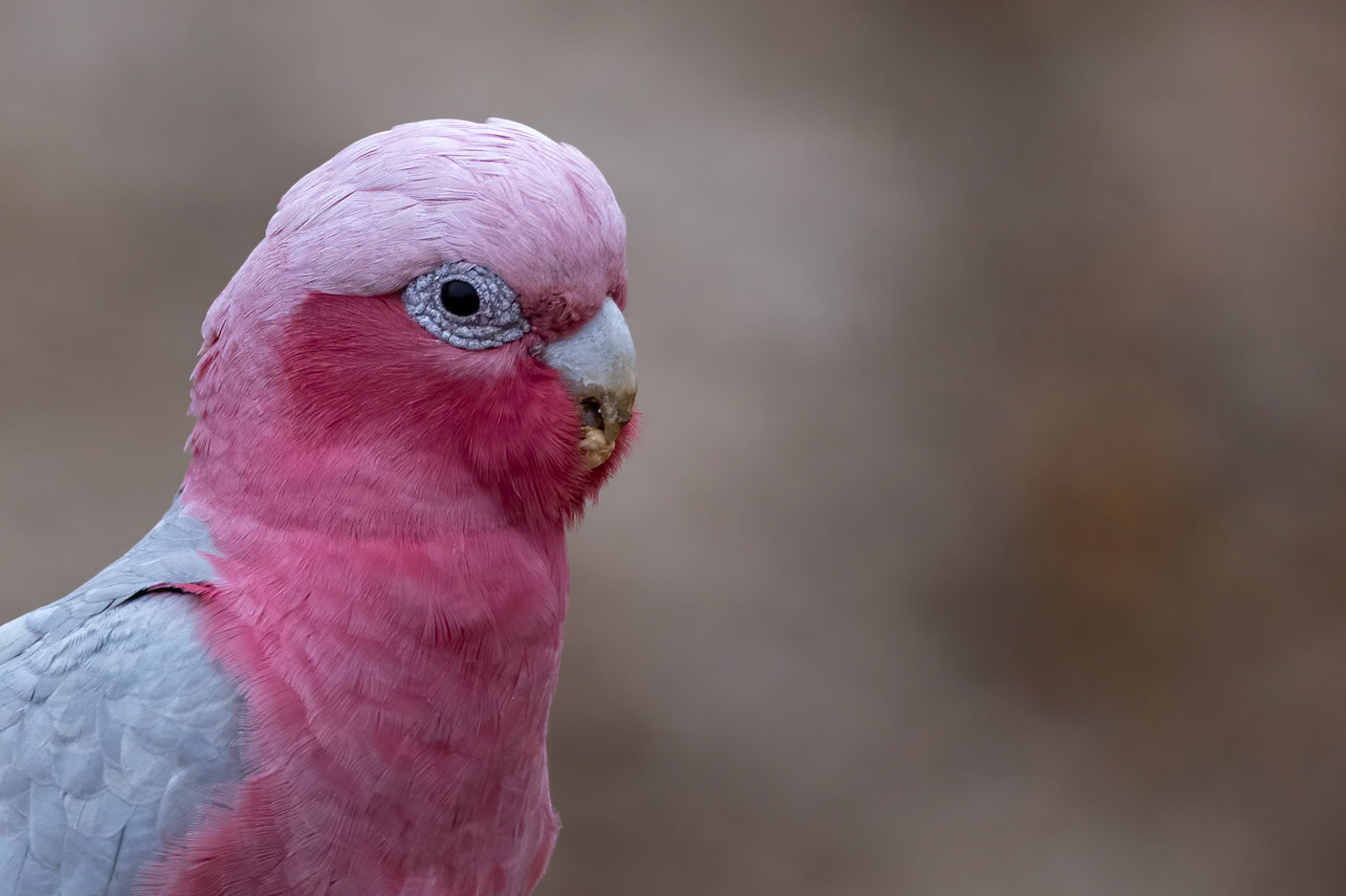 Galah, Stirling Ranges, West Australia