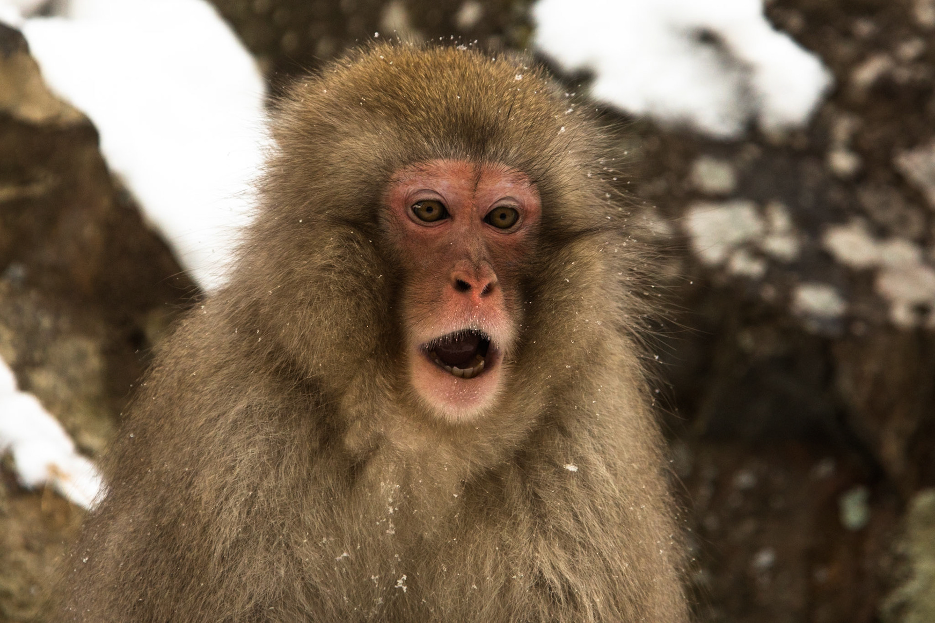 Jigokudani Yaen-Koen, Snow Monkeys, Yudanaka, Japan