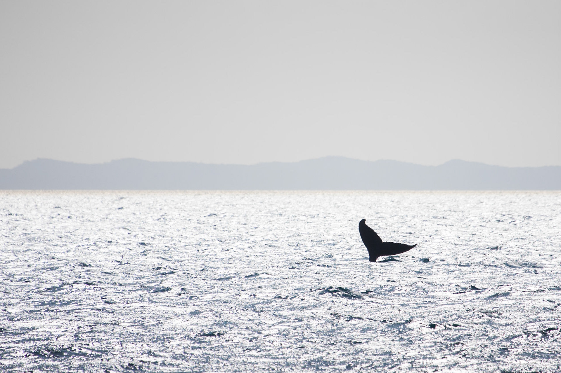 Humpback whale tail extension, Hervey Bay near Fraser Island, Queensland