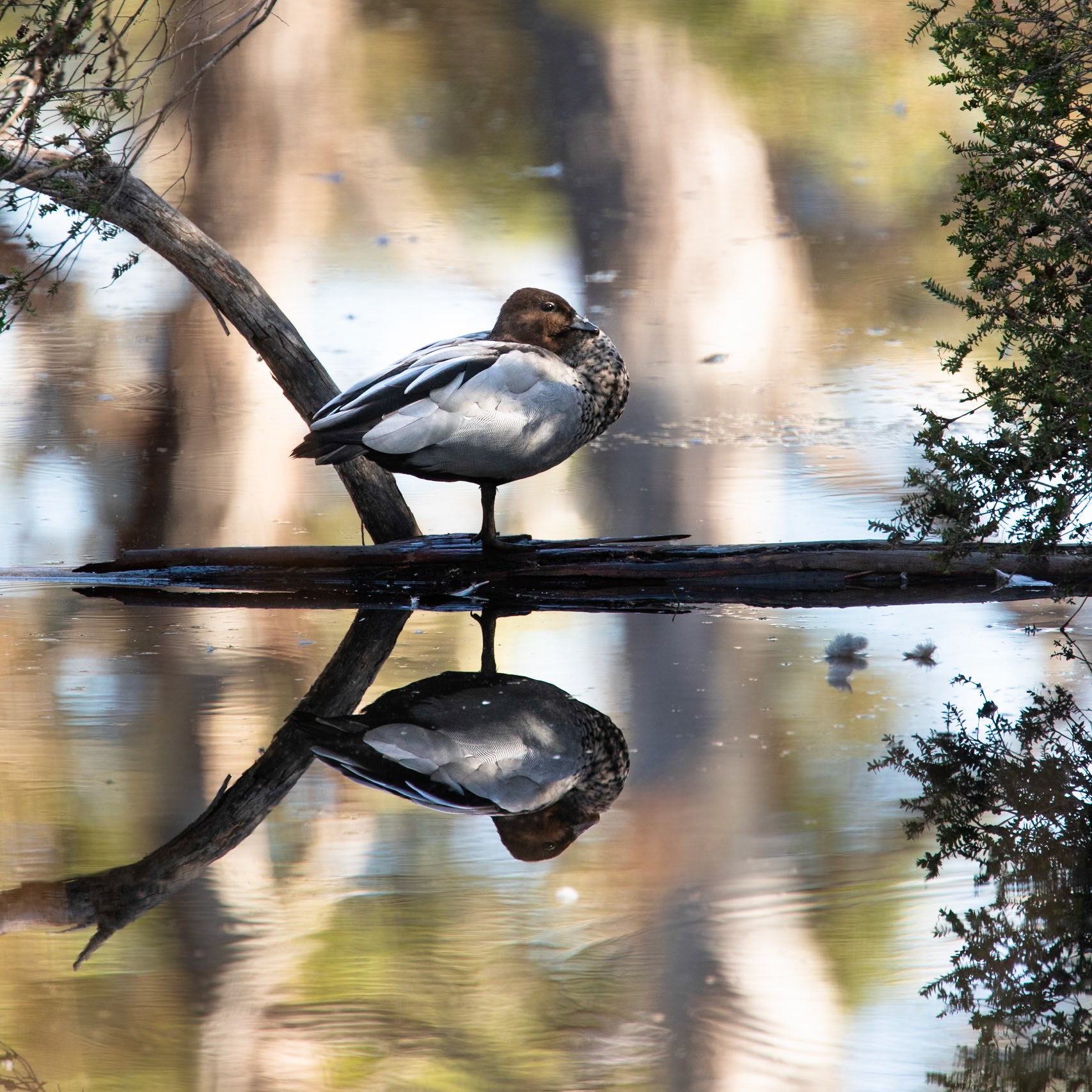 Australian wood duck, Peter Murrell Reserve, Hobart, Tasmania