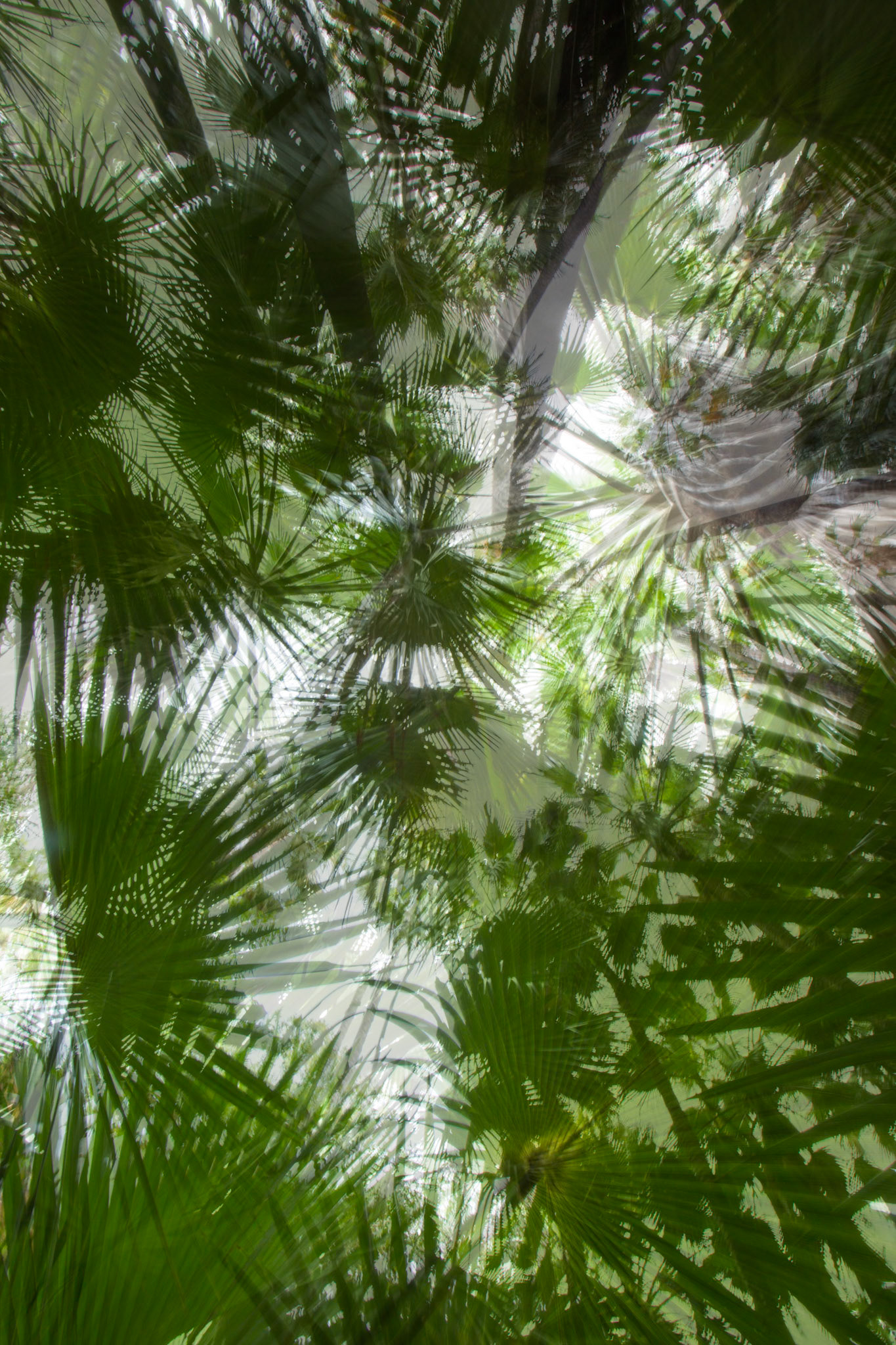 Zebedee thermal springs, El Questro Wilderness Park, The Kimberly, Western Australia