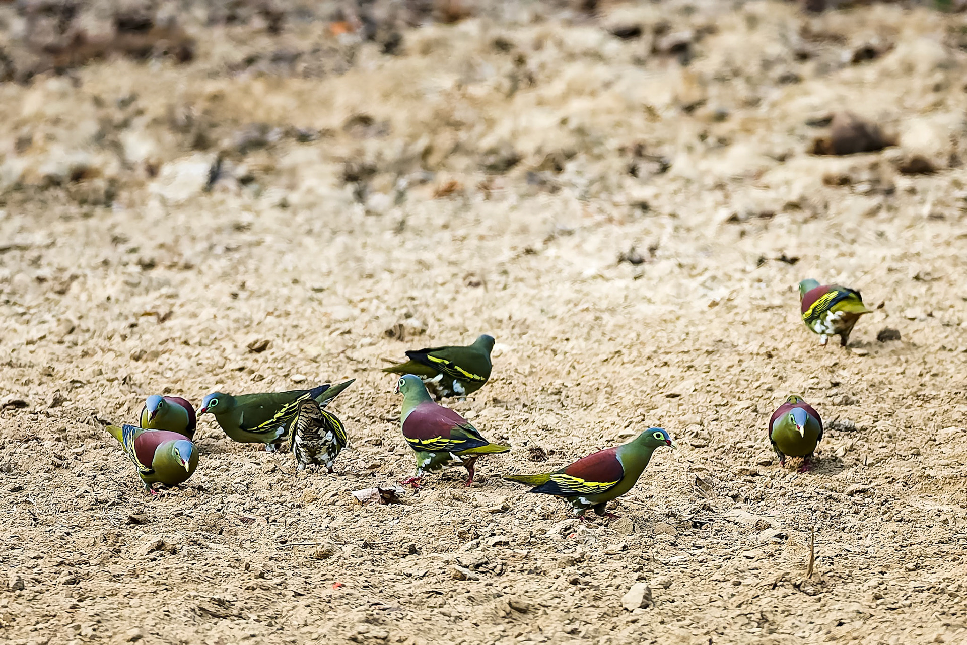 Thick-billed green-pigeon, Khaeng Krackan National Park, Thailand