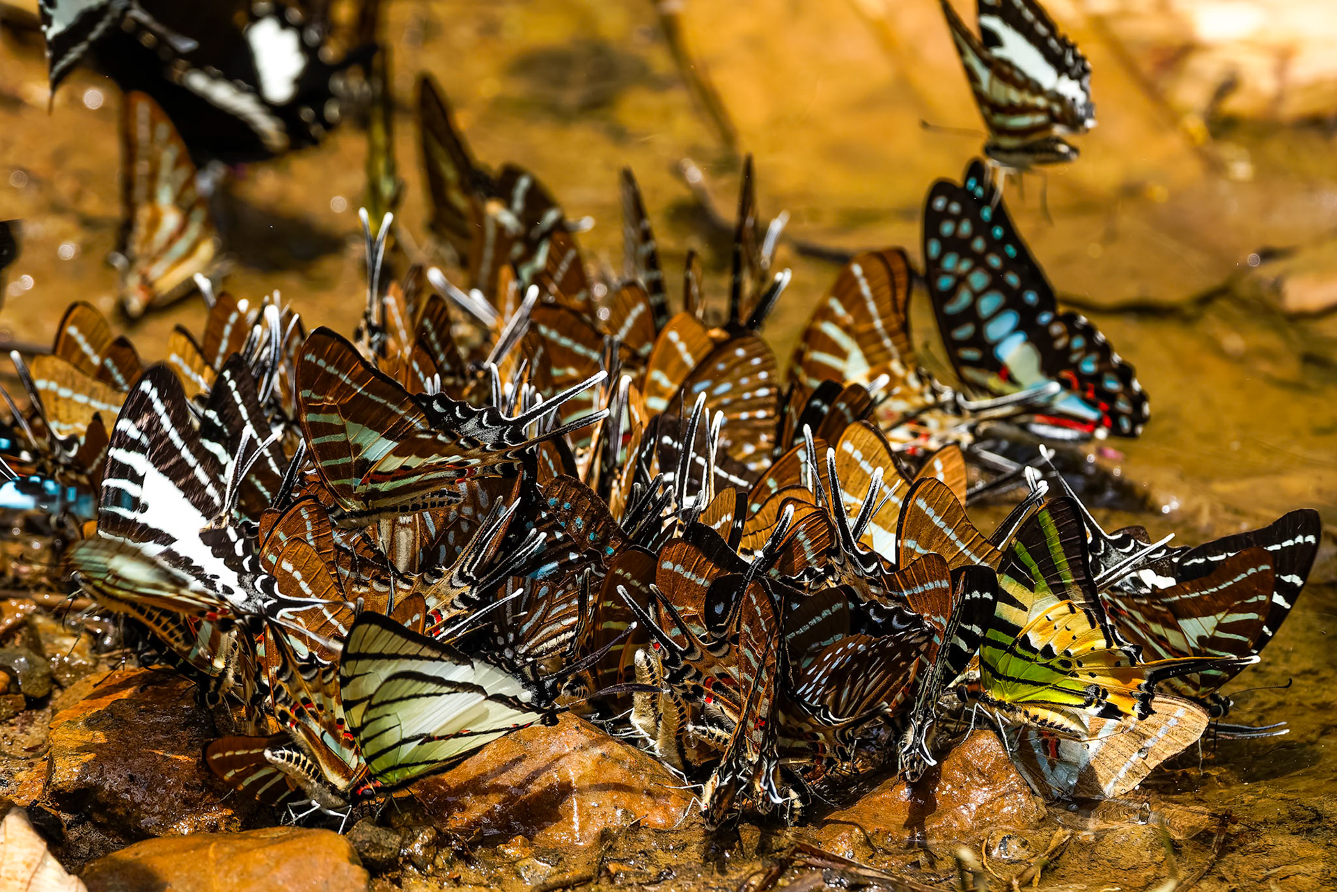 Butterflies, Khaeng Krackan National Park, Thailand