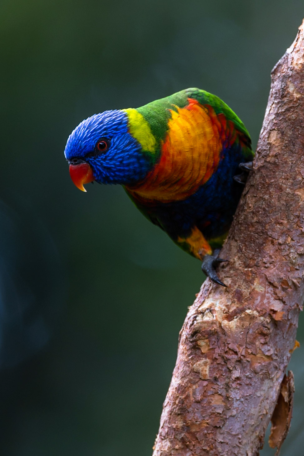 Rainbow lorikeet, Lake Eacham, Atherton Tablelands, Queensland