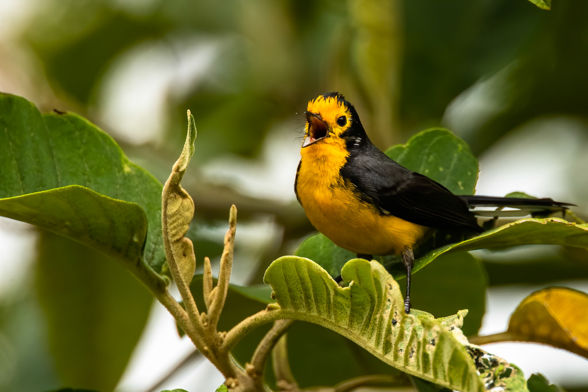 Golden-fronted redstart, Hacienda el Bosque, Colombia