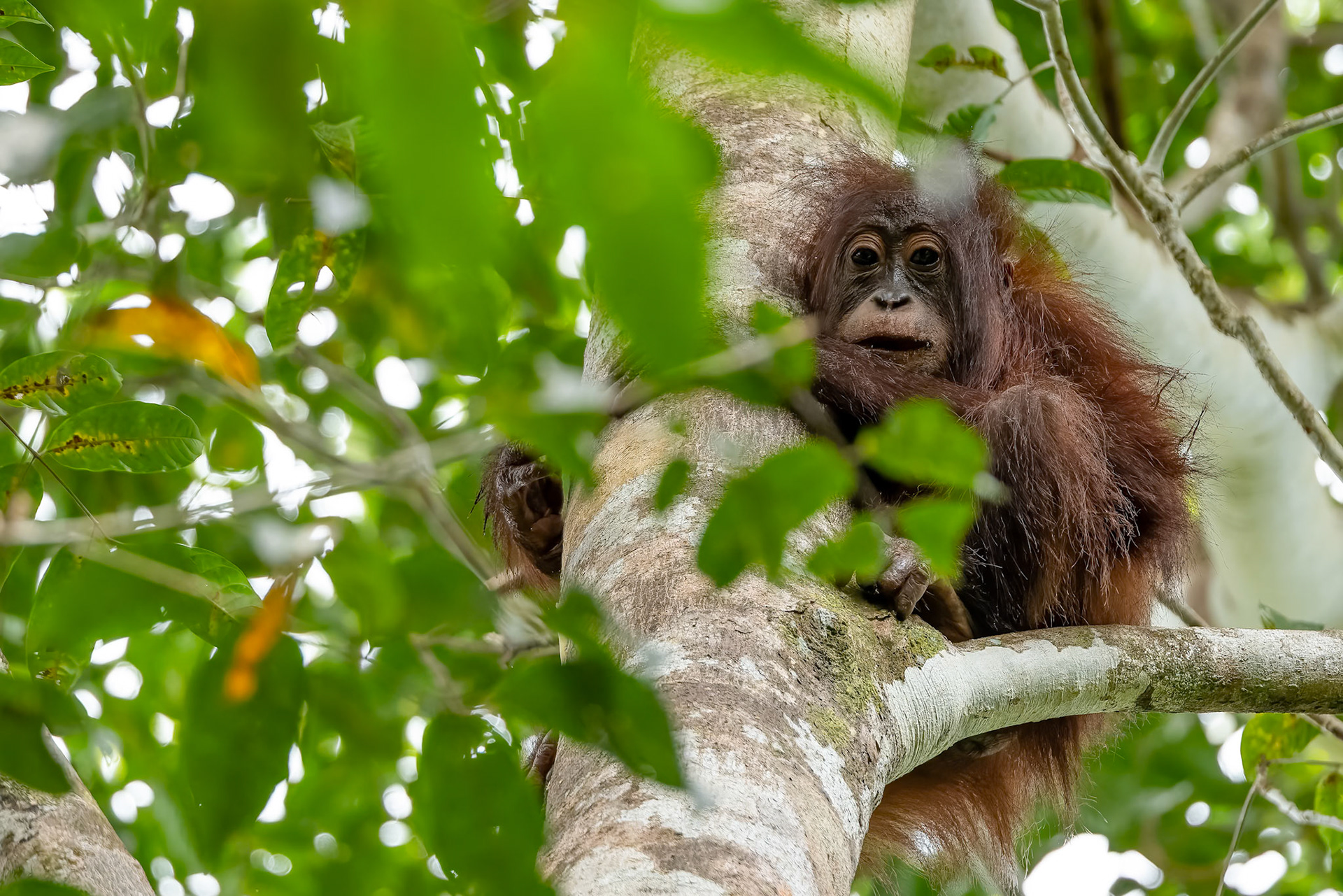 Orangutan, Sukau, Borneo