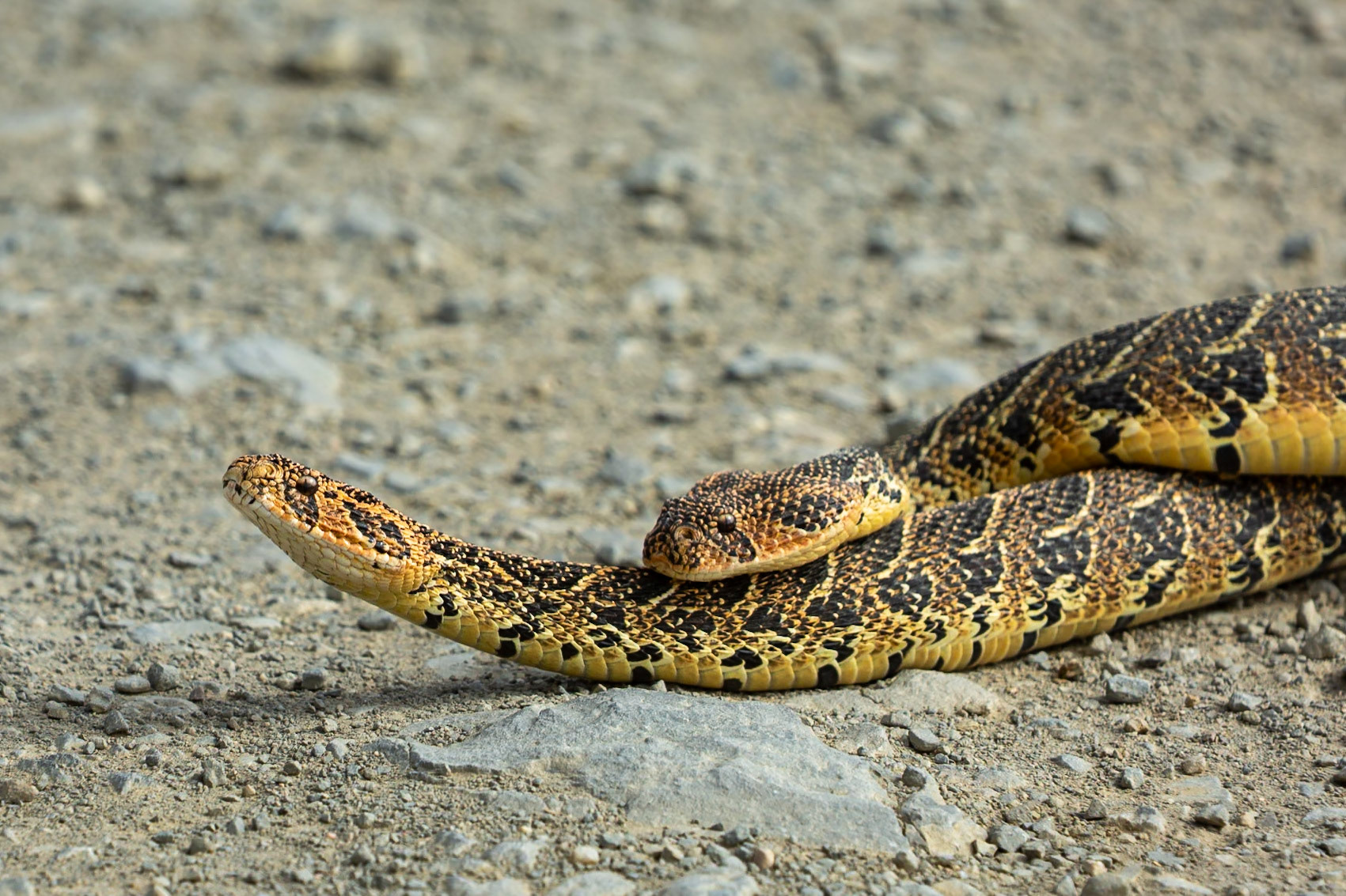 Two male puff adders fighting for mating rights (a test of strength), Koppie Alleen, De Hoop