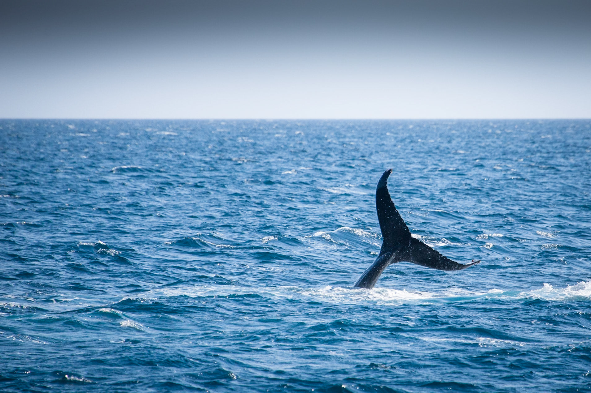 Humpback whale tail extension, Hervey Bay near Fraser Island, Queensland
