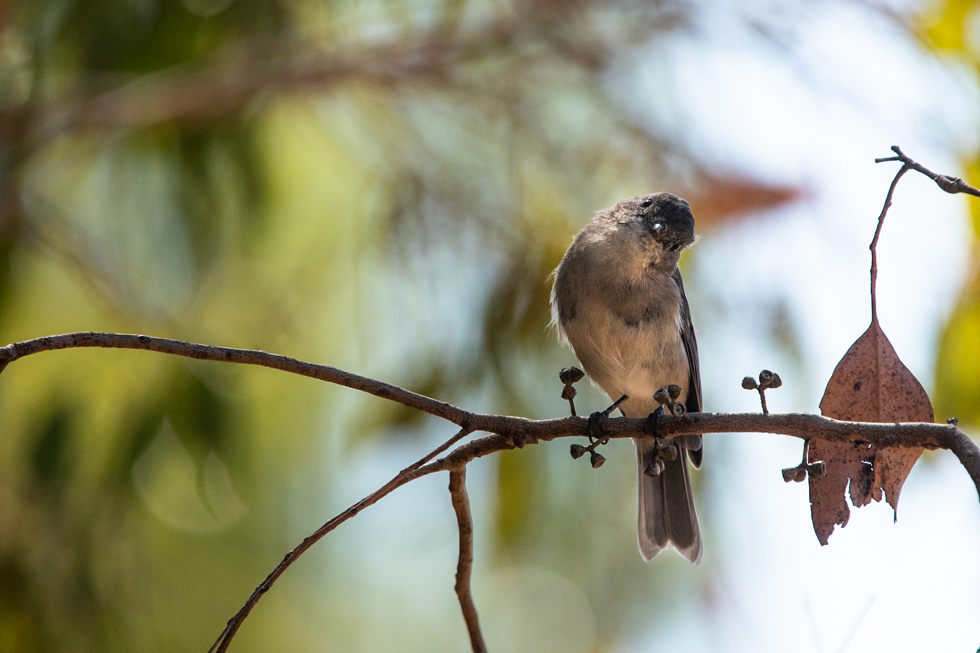 Dusky robin, Nierrinna Creek Reserve, Hobart, Tasmania