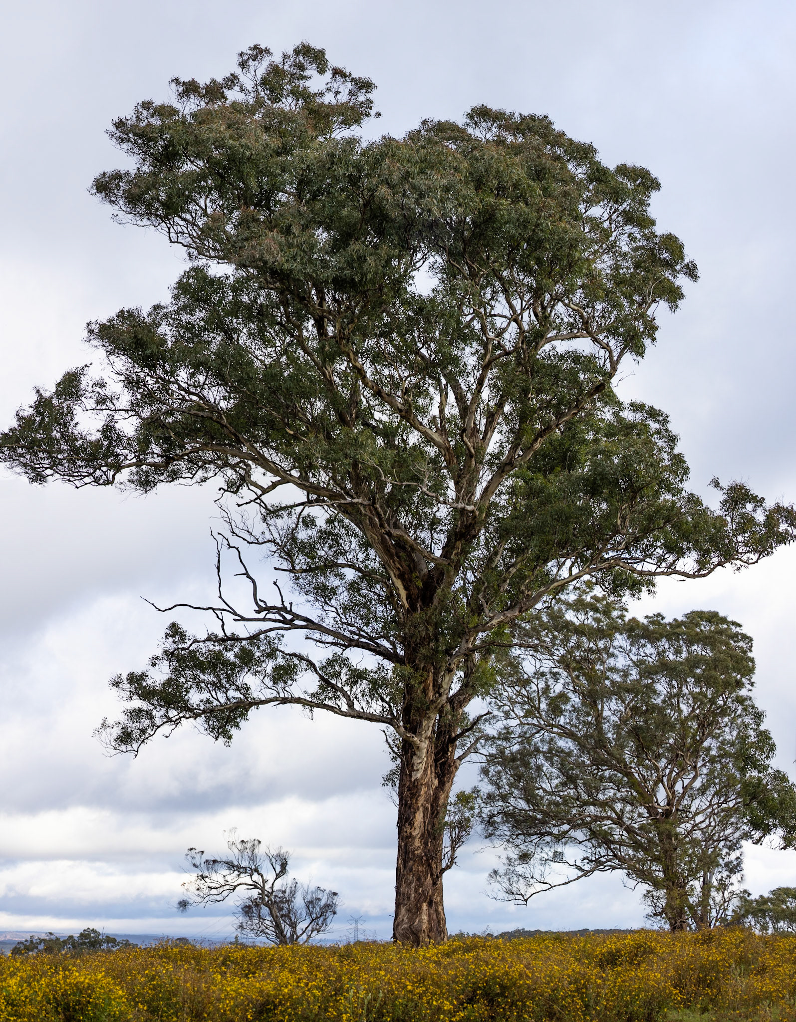 Turon Gates, New South Wales