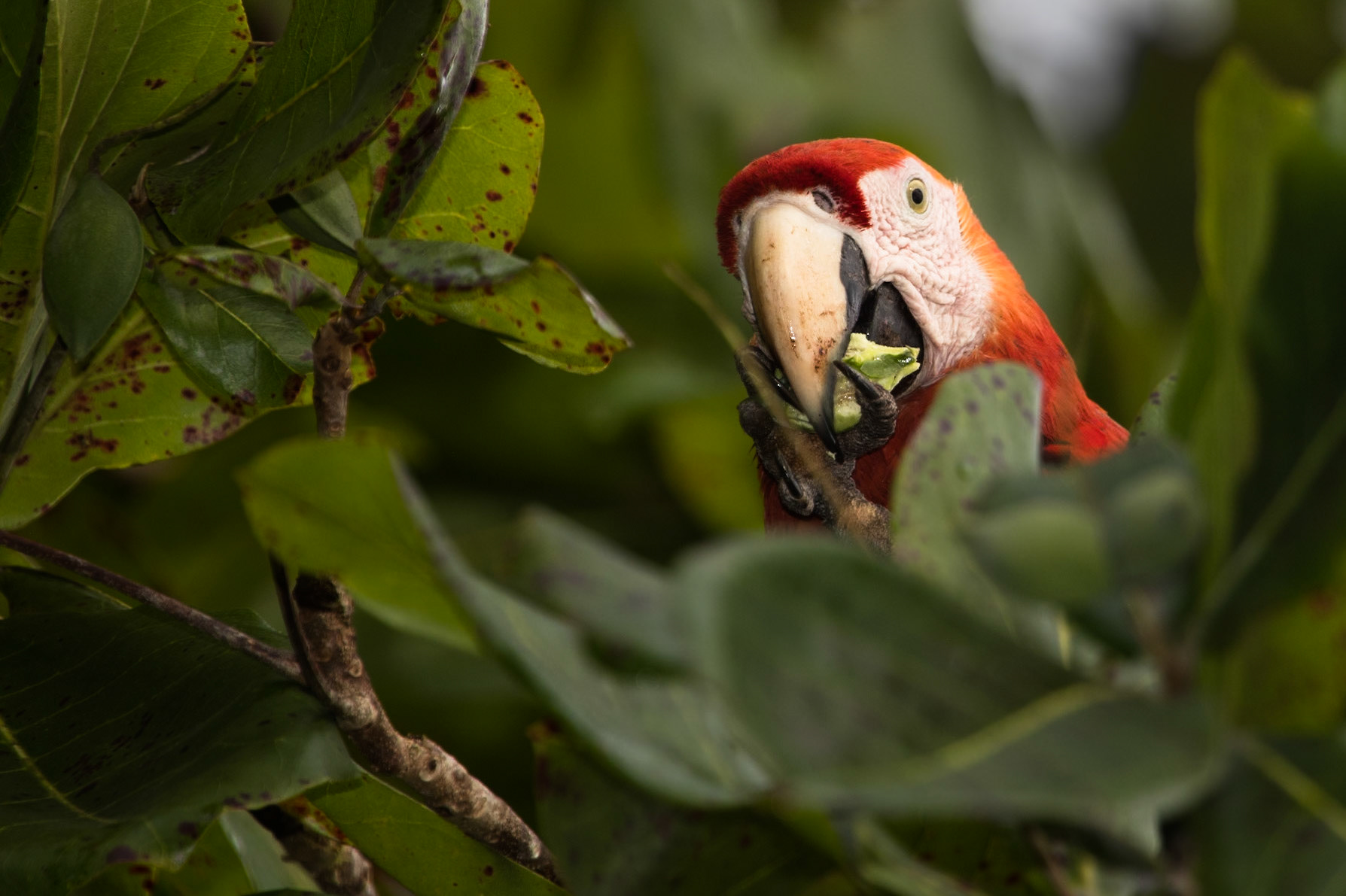 Scarlet macaw, La Paloma Lodge, Drake Bay, Osa penninsula, Costa Rica