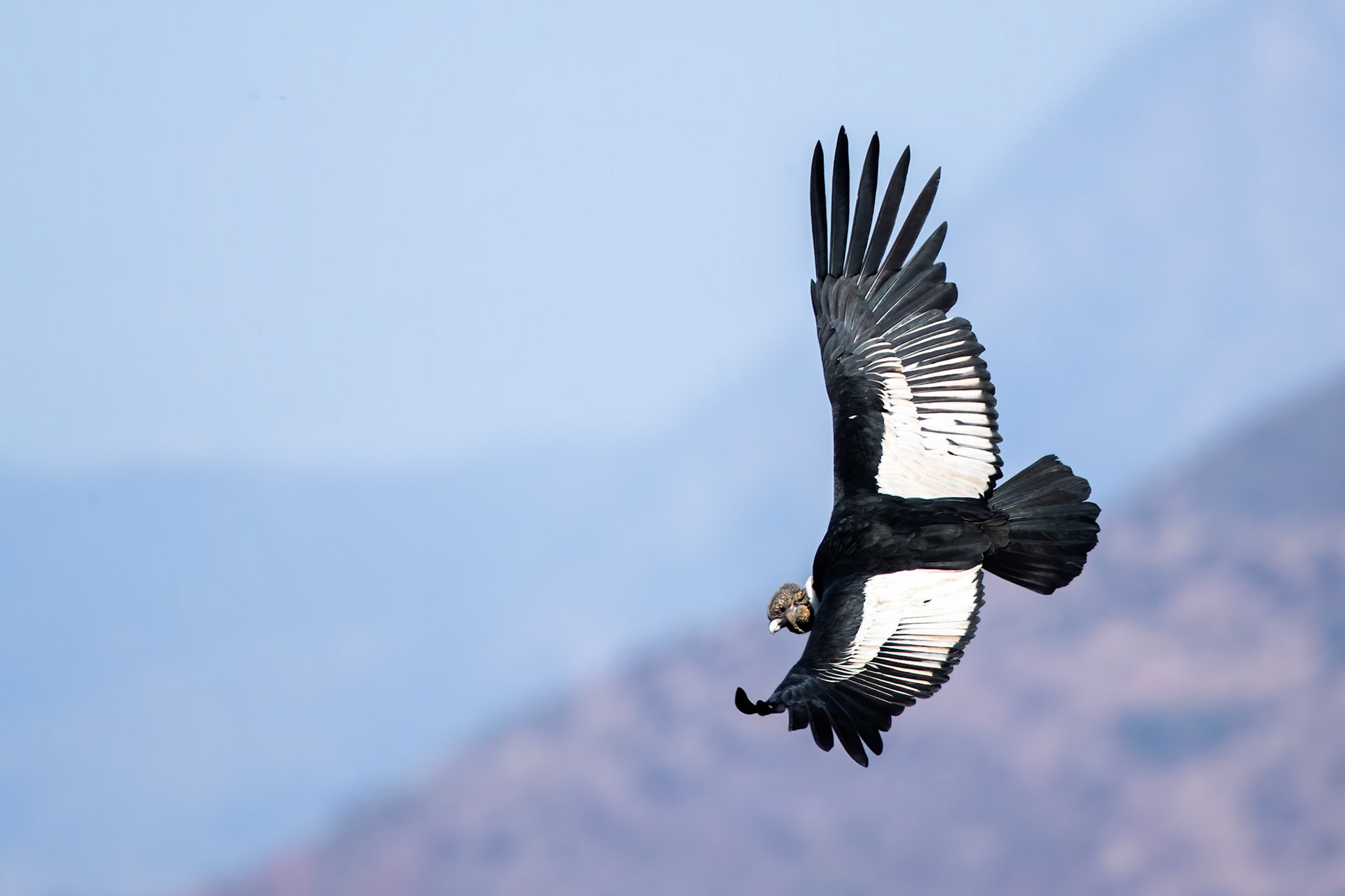 Andean condor, Santiago, Chilé