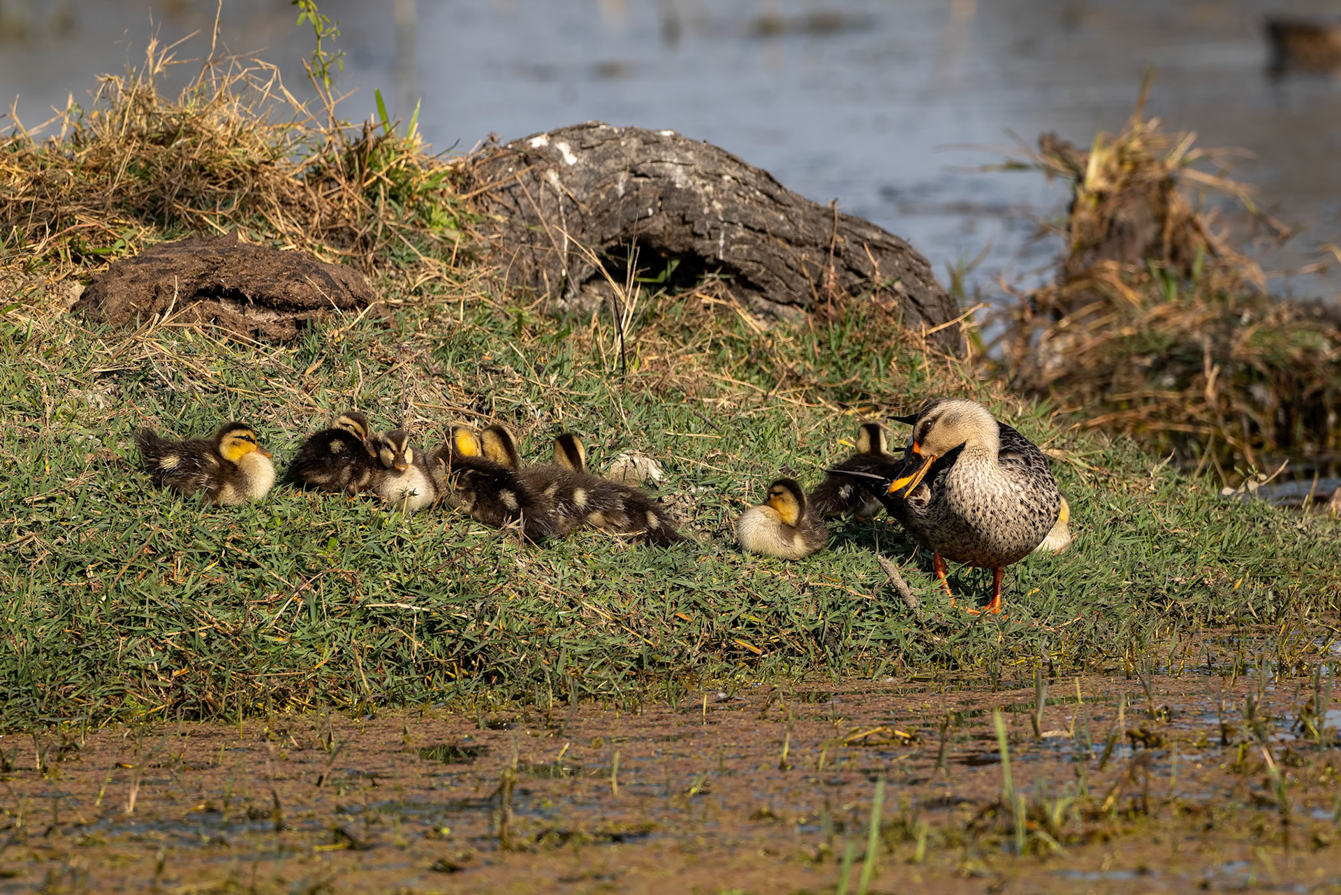 Indian spotbilled, Keoladeo National Park, Bharatpur, India