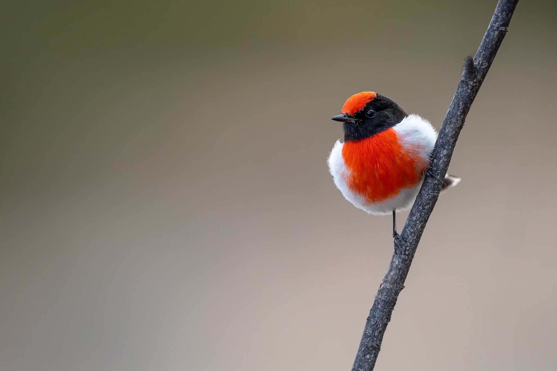Red-capped robin, Port Augusta, South Australia