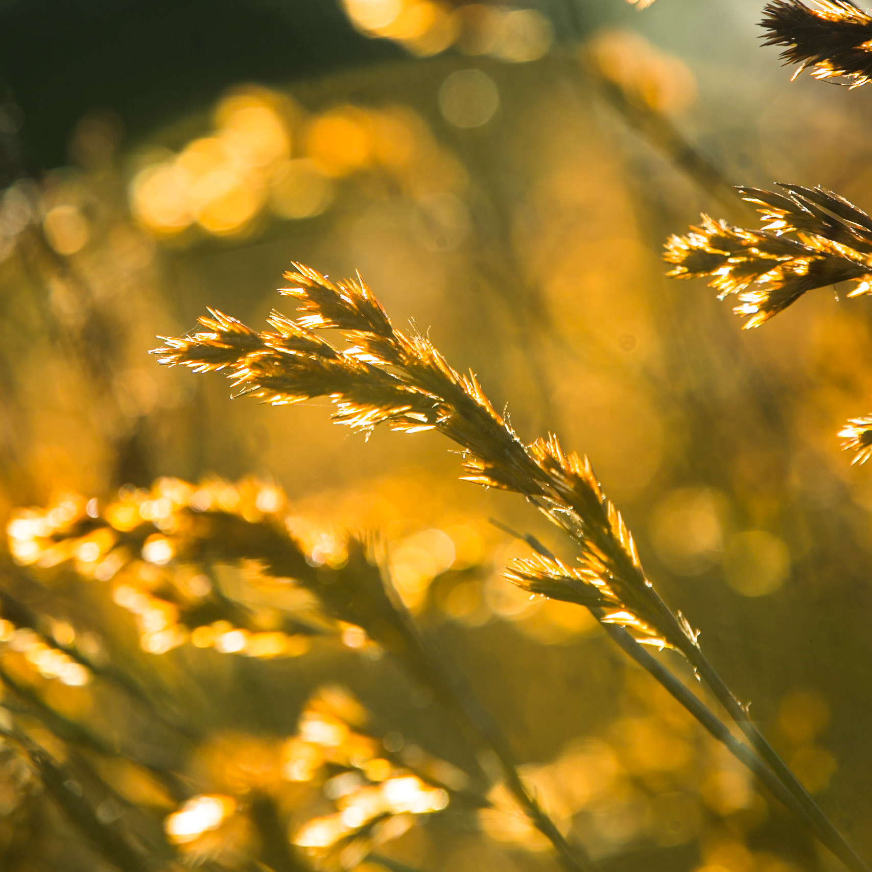 Backlit grass seeds, De Hoop