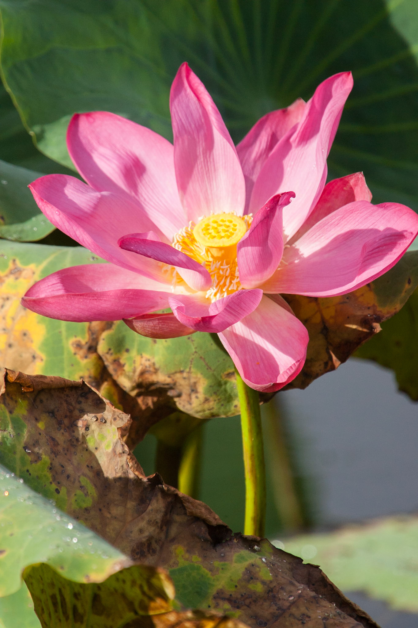 Lotus flower, Cooinda, Kakadu, Northern Territory
