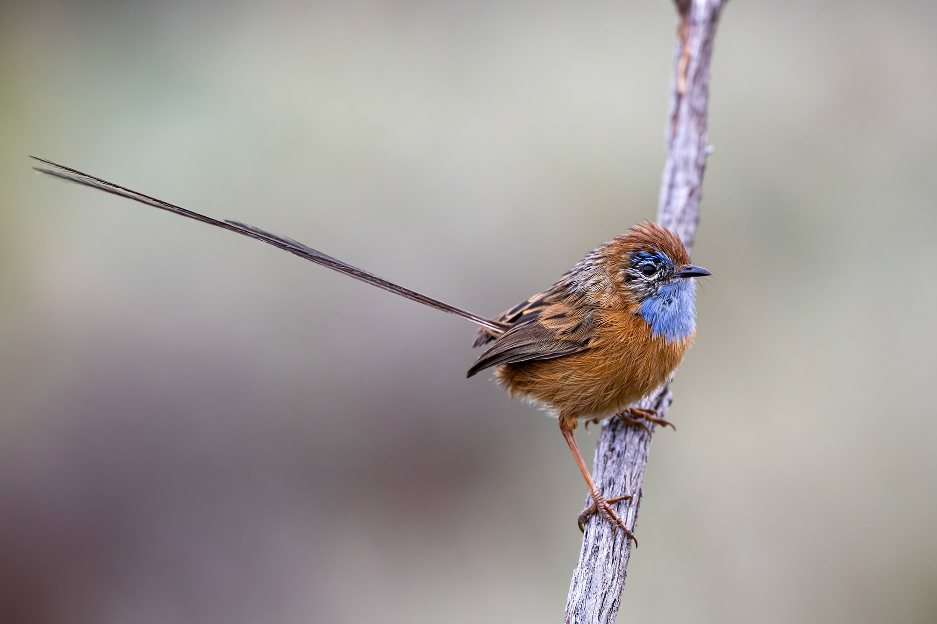 Southern emuwren, Margaret River, West Australia