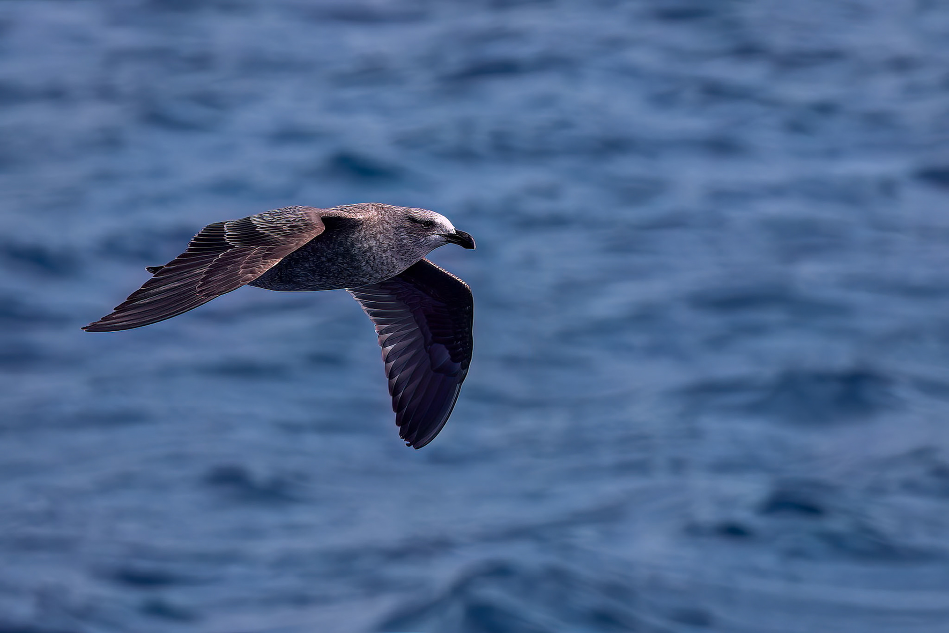 Kelp gull, Salisbury Plains, South Georgia