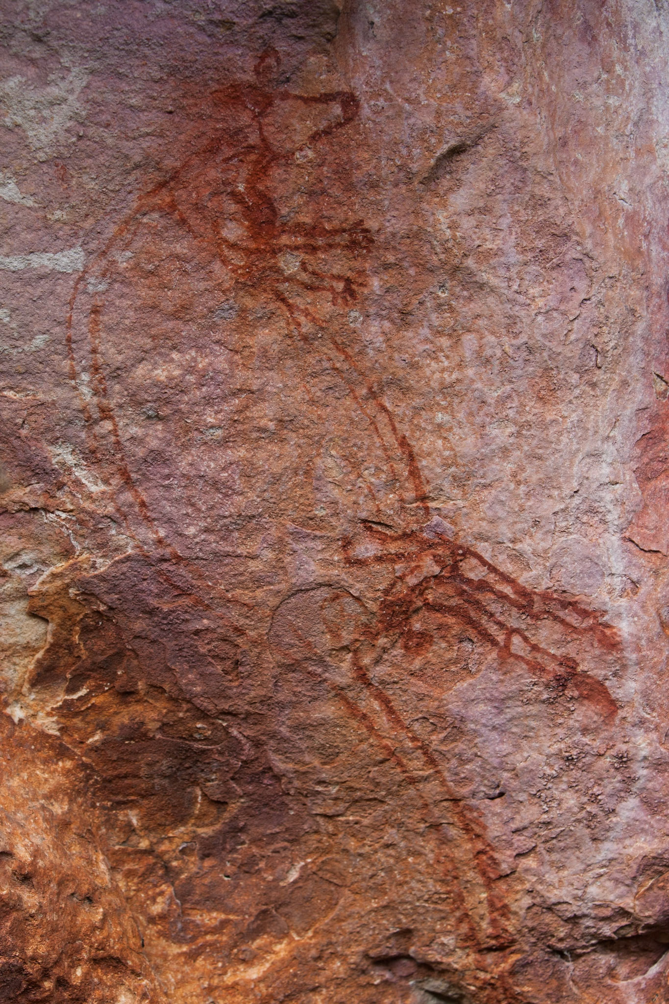 Rock-art wallaby, Mount Borradale, Arnhemland, Northern Territory
