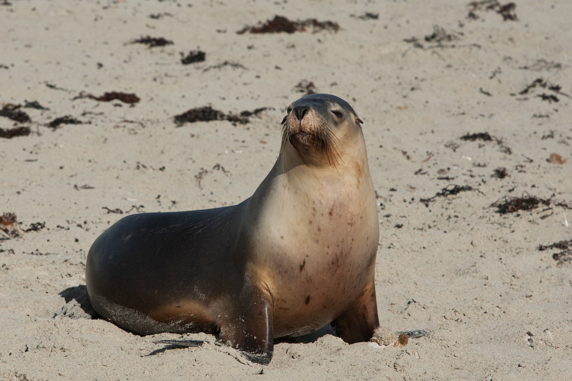 Australian sealions, Seal Bay, Kangaroo Island